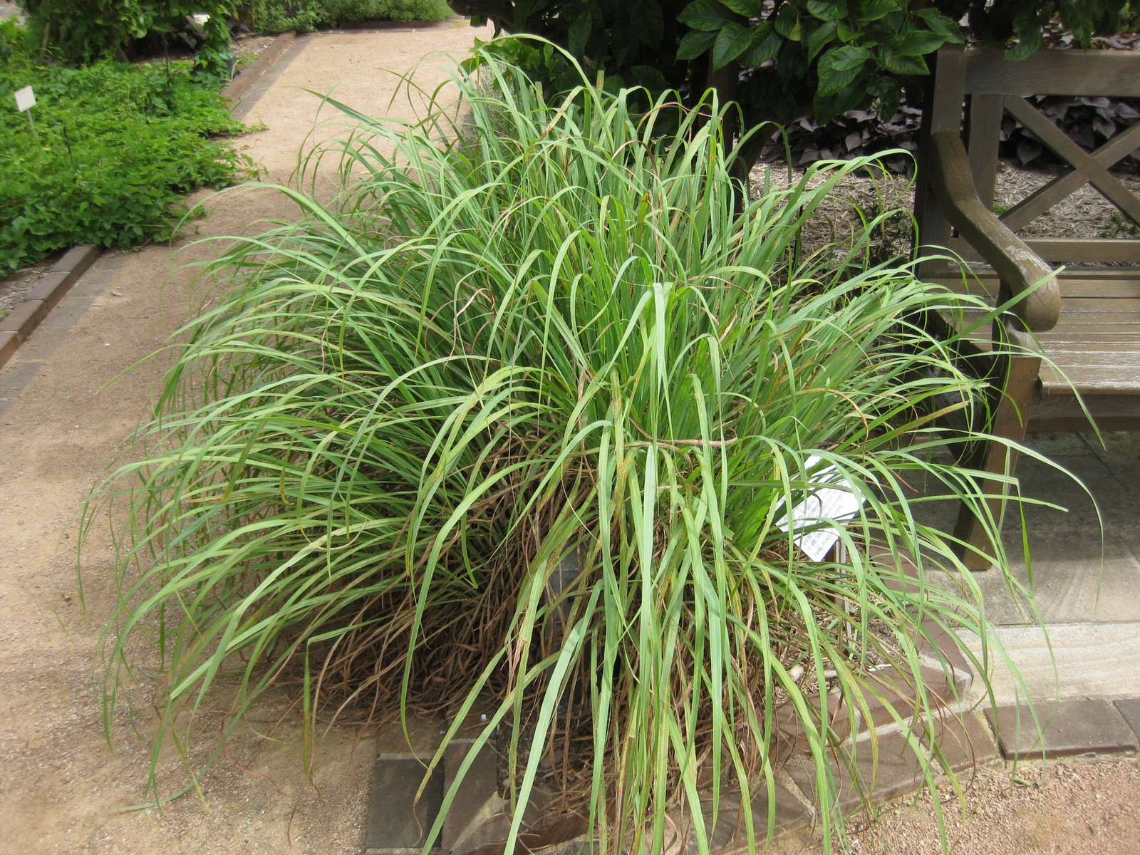 Citronella: coltivazione e usi del lemongrass