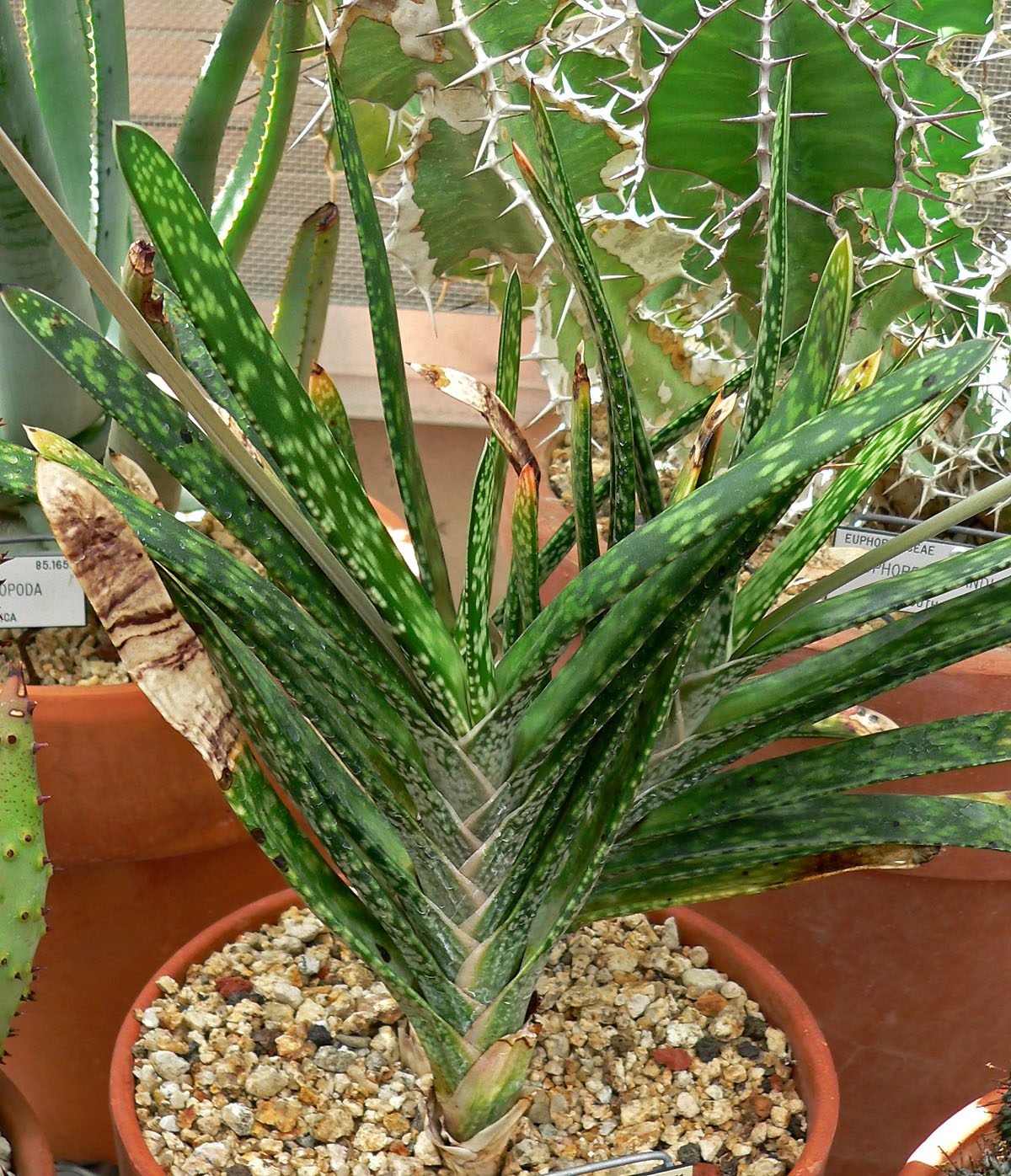 Gasteria: cura della succulenta a rosetta