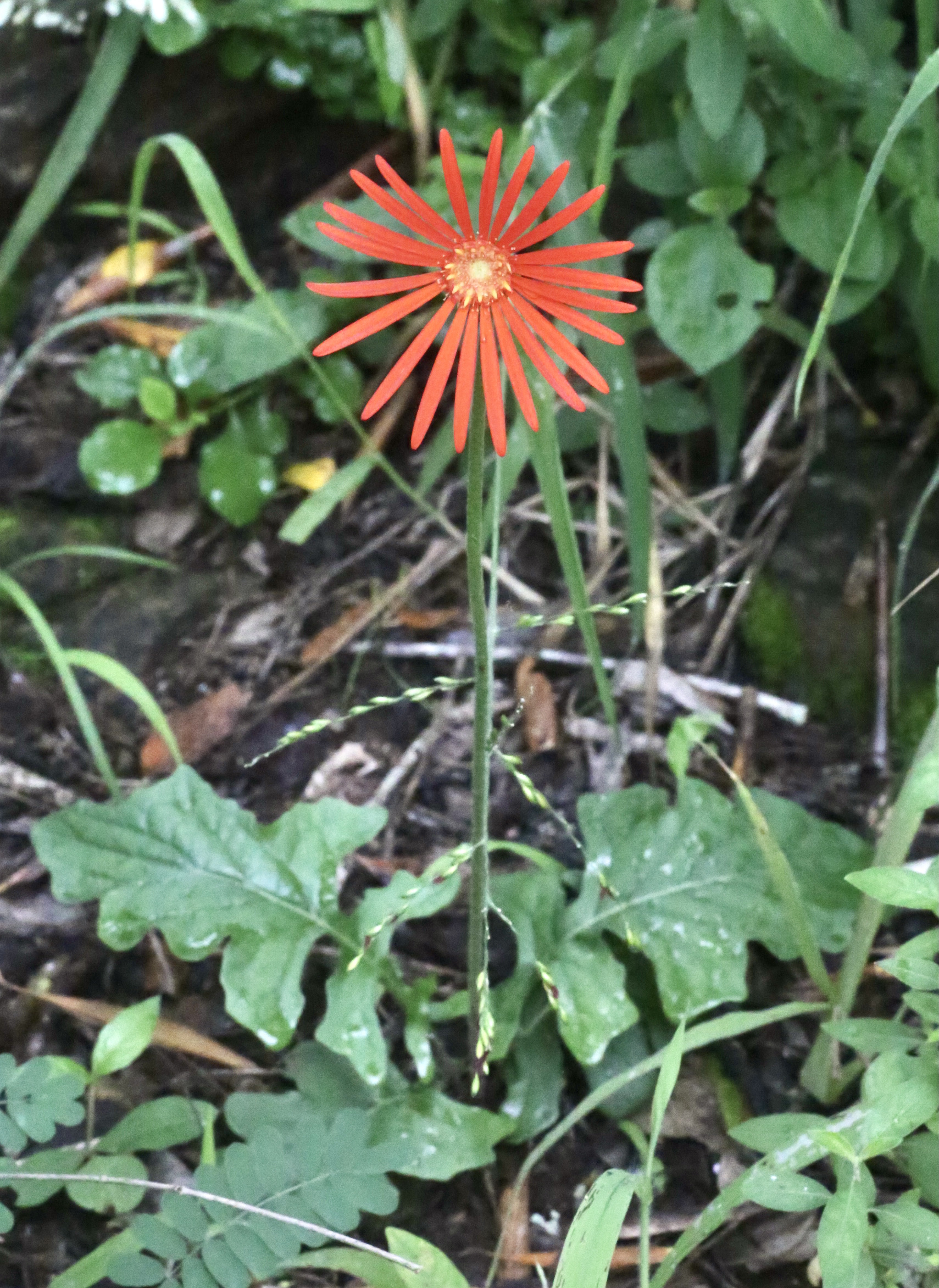 Gerbera: coltivare il fiore colorato da vaso e da reciso
