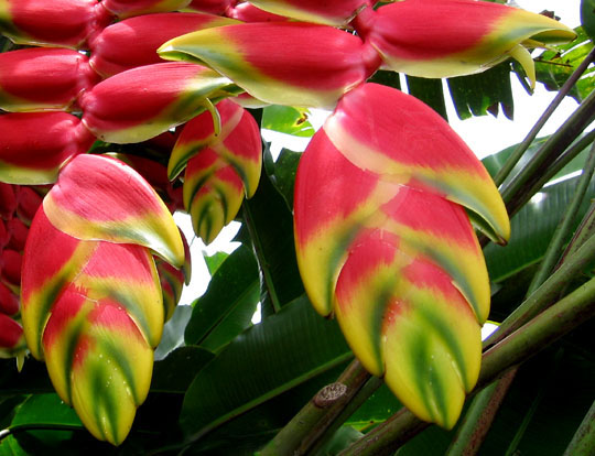 Heliconia: la pianta tropicale dalle brattee a chela d aragosta