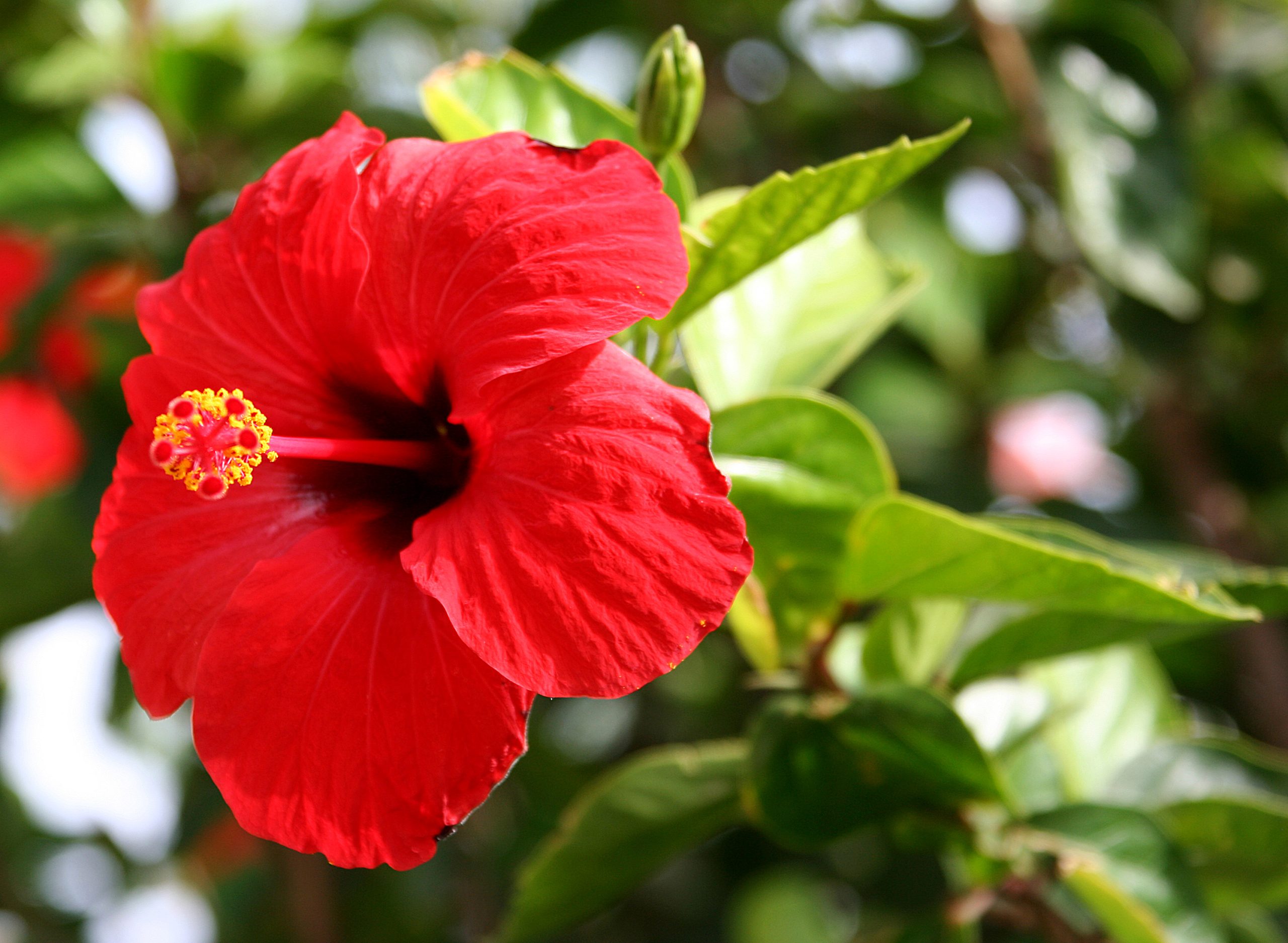 Hibiscus: cura della rosa cinese e fioritura tropicale
