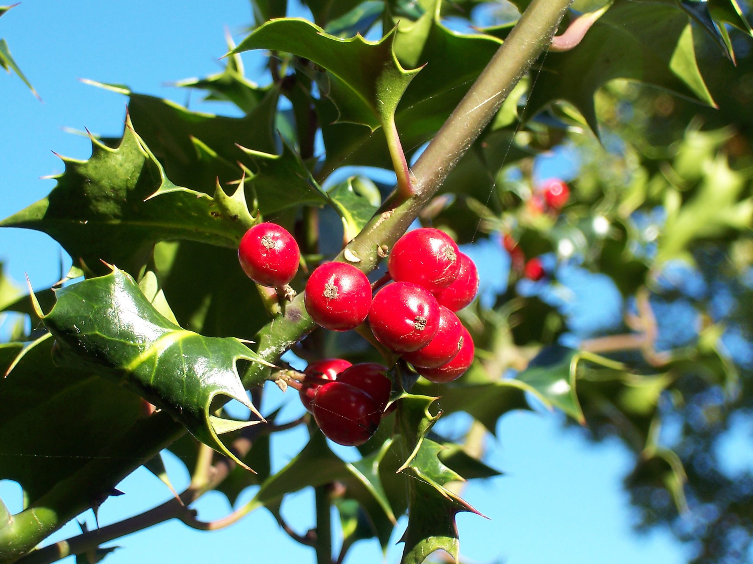 Acebo: el perenne de hojas espinosas y bayas rojas
