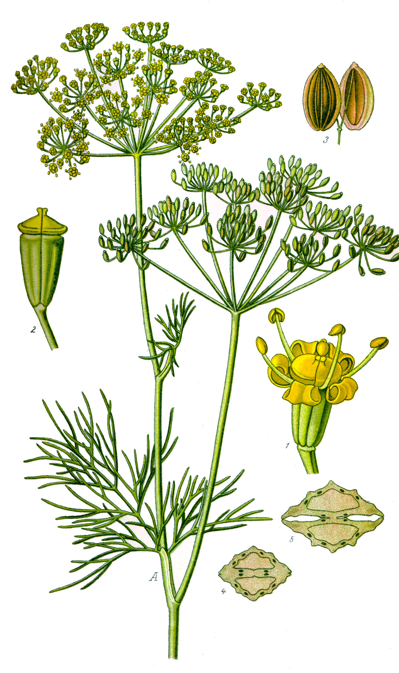 Aneto: coltivare l aromatica annuale dal profumo anisato