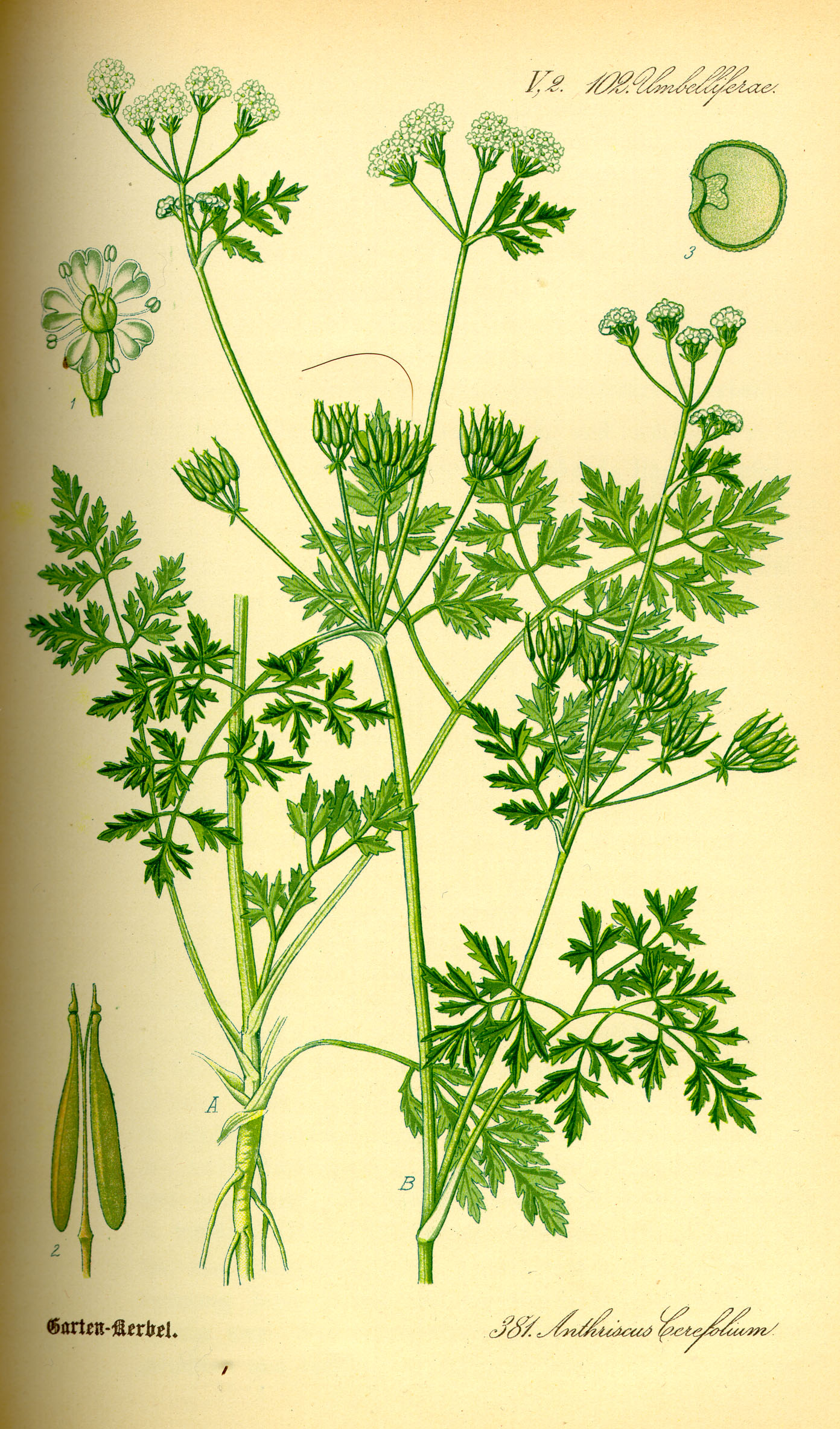 Cerfoglio: aromatica delicata della cucina francese tradizionale