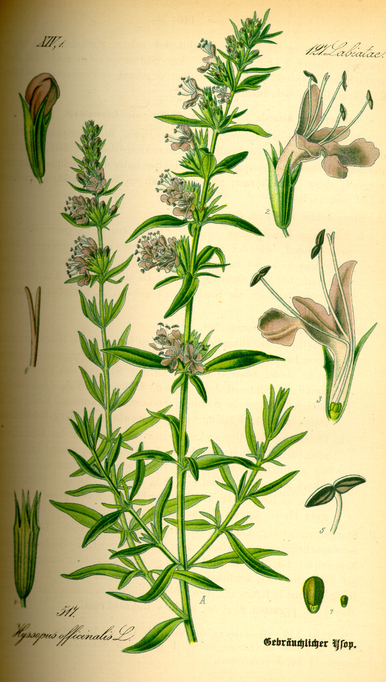 Issopo: coltivare l aromatica delle officine medievali