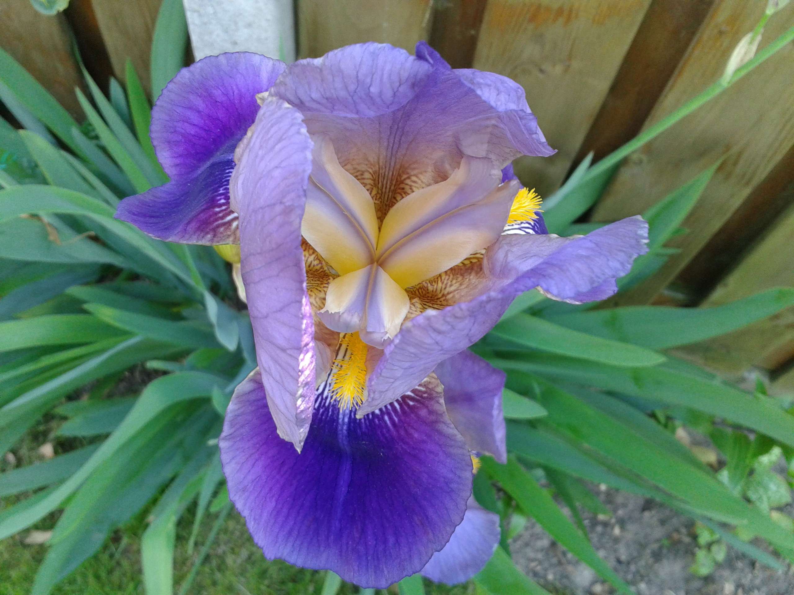 Iris: coltivare l elegante fiore arcobaleno dei rizomi