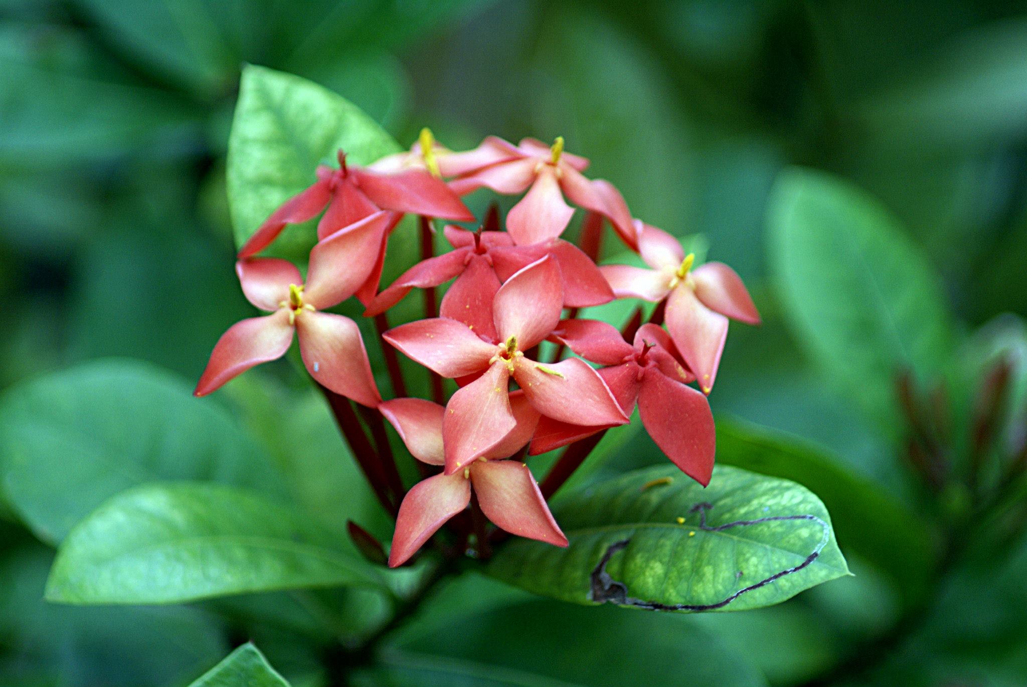 Ixora: cura dell arbusto tropicale fiorito