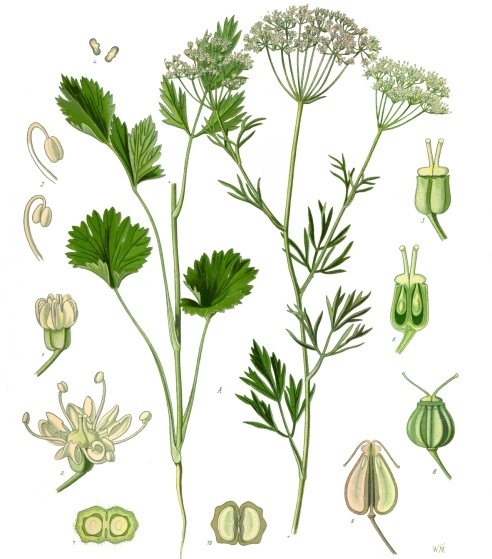 Anice: coltivazione e usi dell erba aromatica