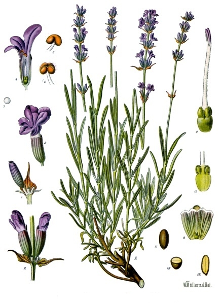Lavanda: come coltivarla in giardino e in vaso per profumo intenso