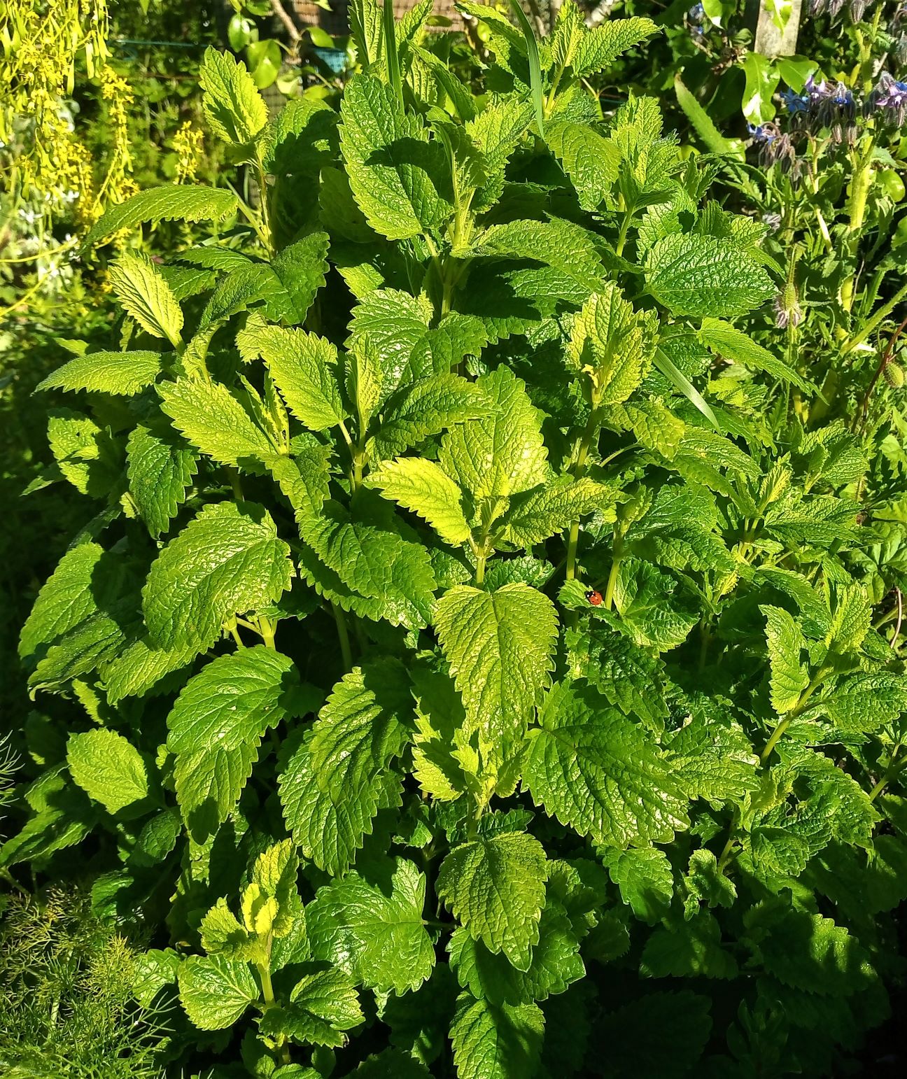 Melissa: come coltivarla per tisane e cucina aromatica
