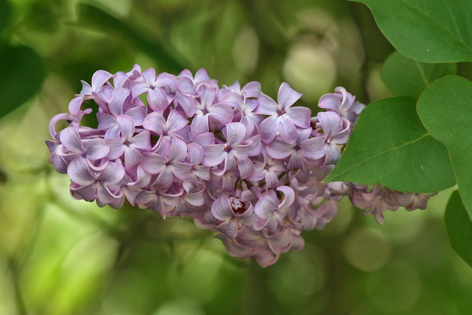 Common Lilac: How to Grow It for Fragrant Spring Blooms