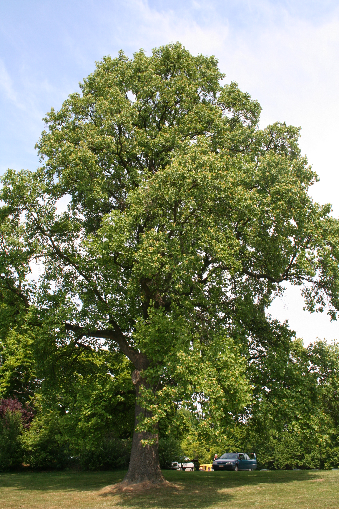 Albero dei tulipani: il liriodendro da giardino
