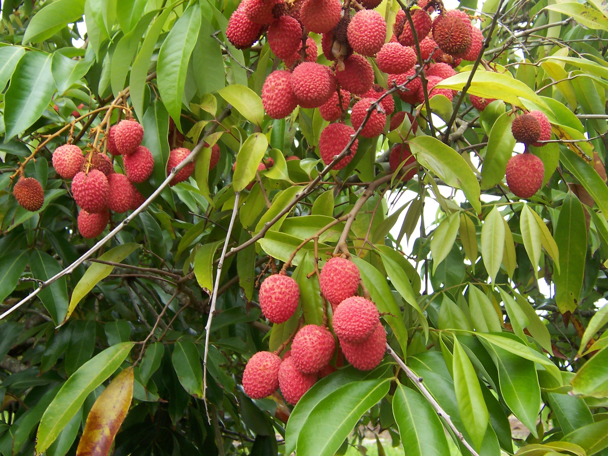 Litchi: coltivazione dell albero da frutto tropicale