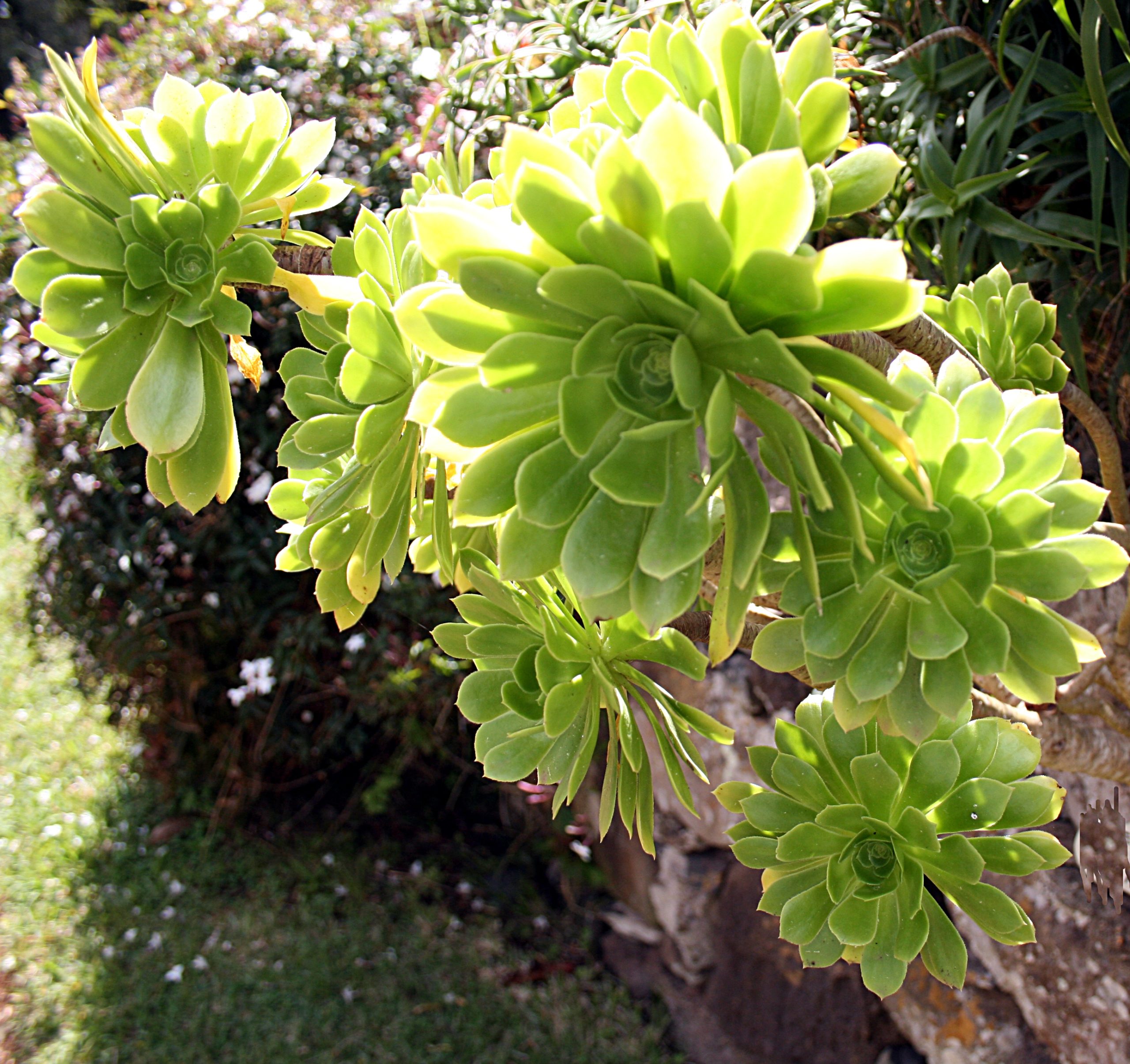 Aeonium: Pflege der baumartigen Sukkulente mit Riesenrosetten