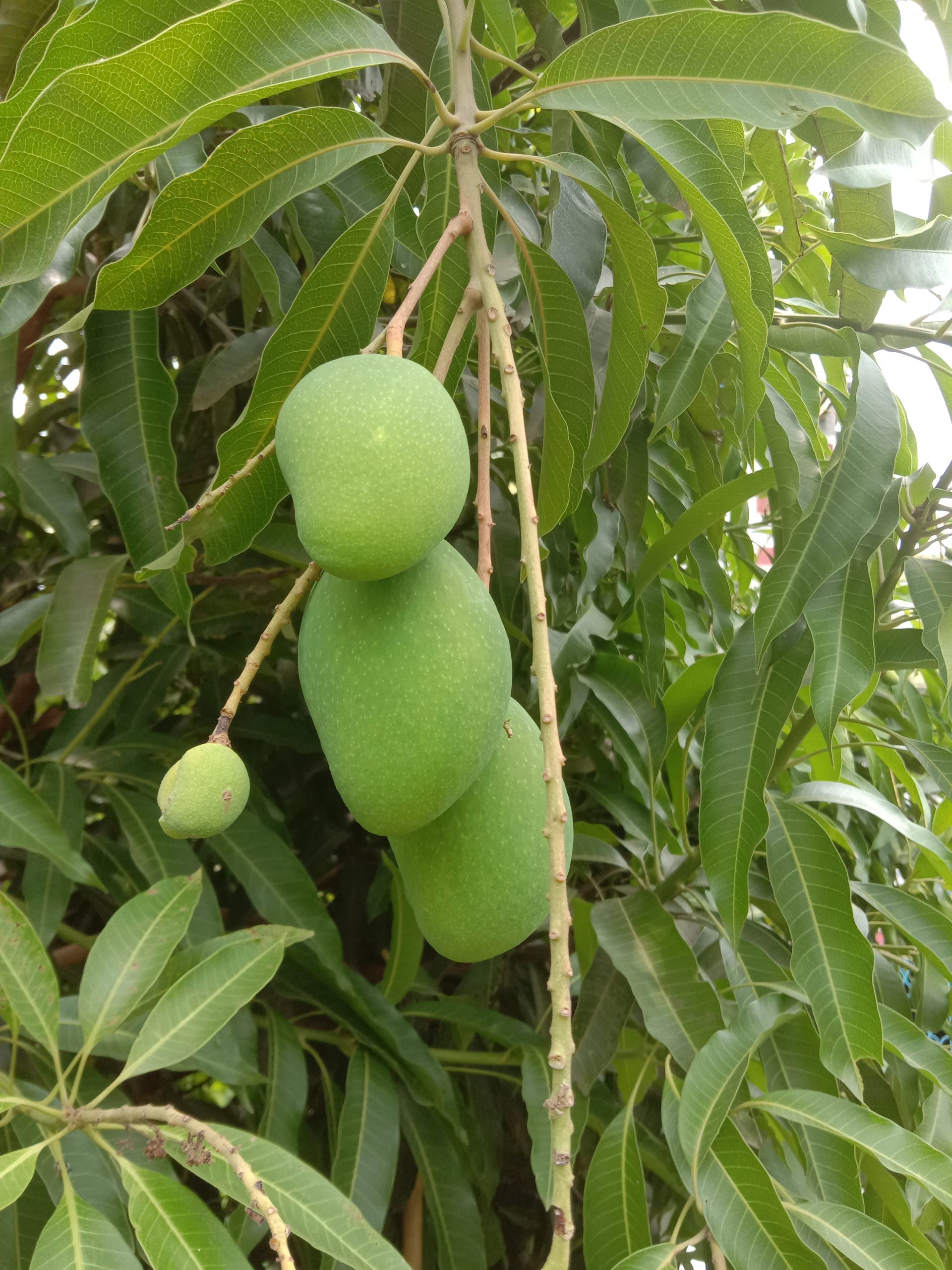 Mango: come coltivare l albero tropicale dei frutti dolci