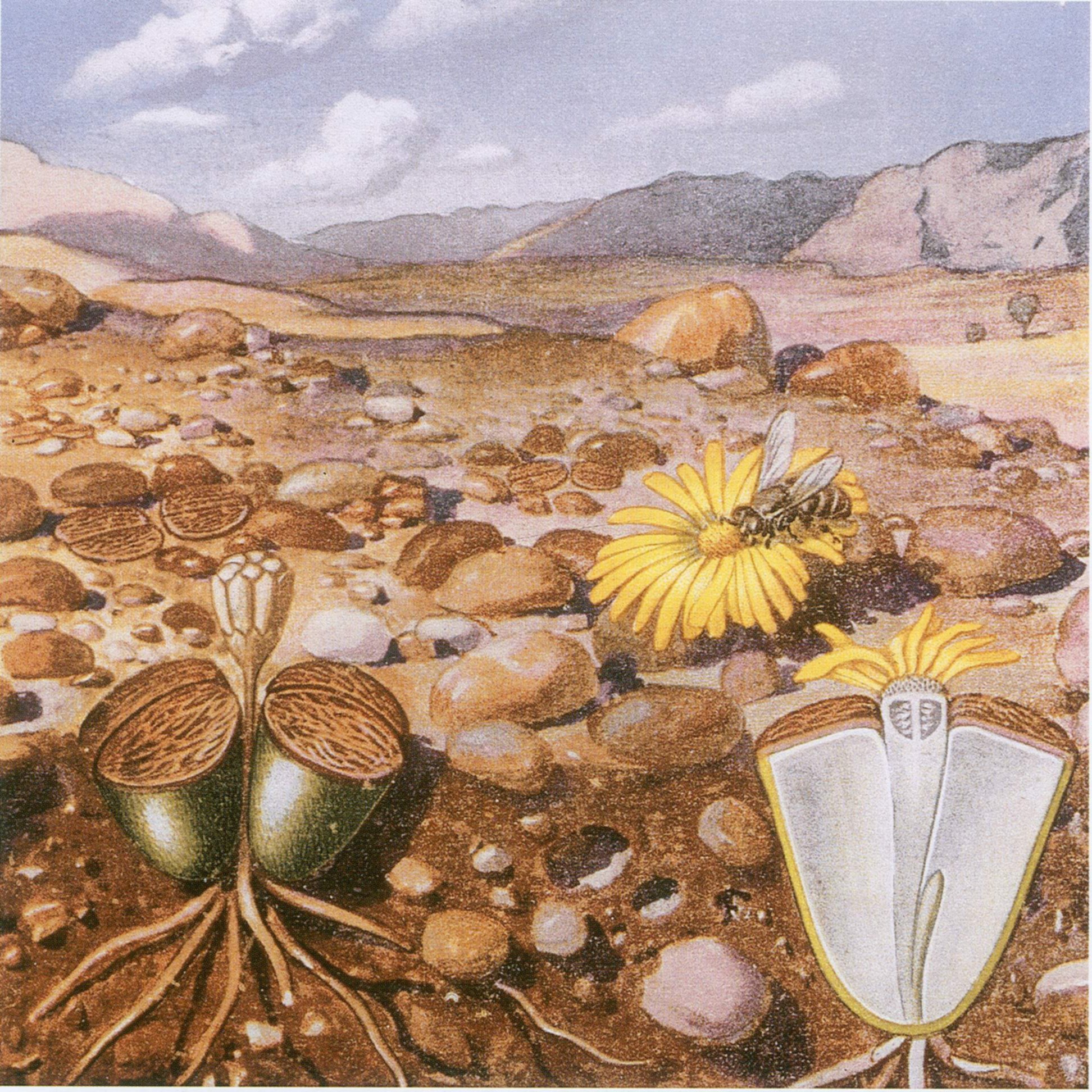 Lithops: cura delle succulente sasso da collezione