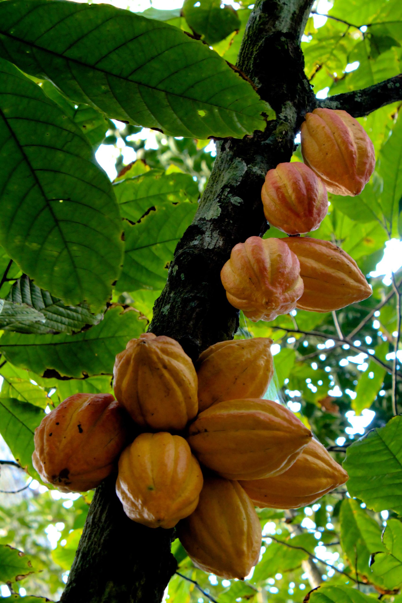 Cacao: coltivazione dell albero del cioccolato