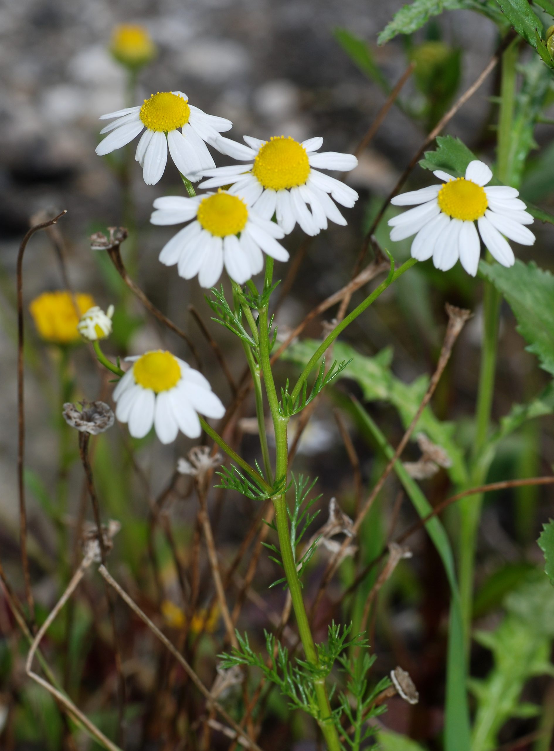 Camomilla: coltivare l aromatica annuale per tisane rilassanti