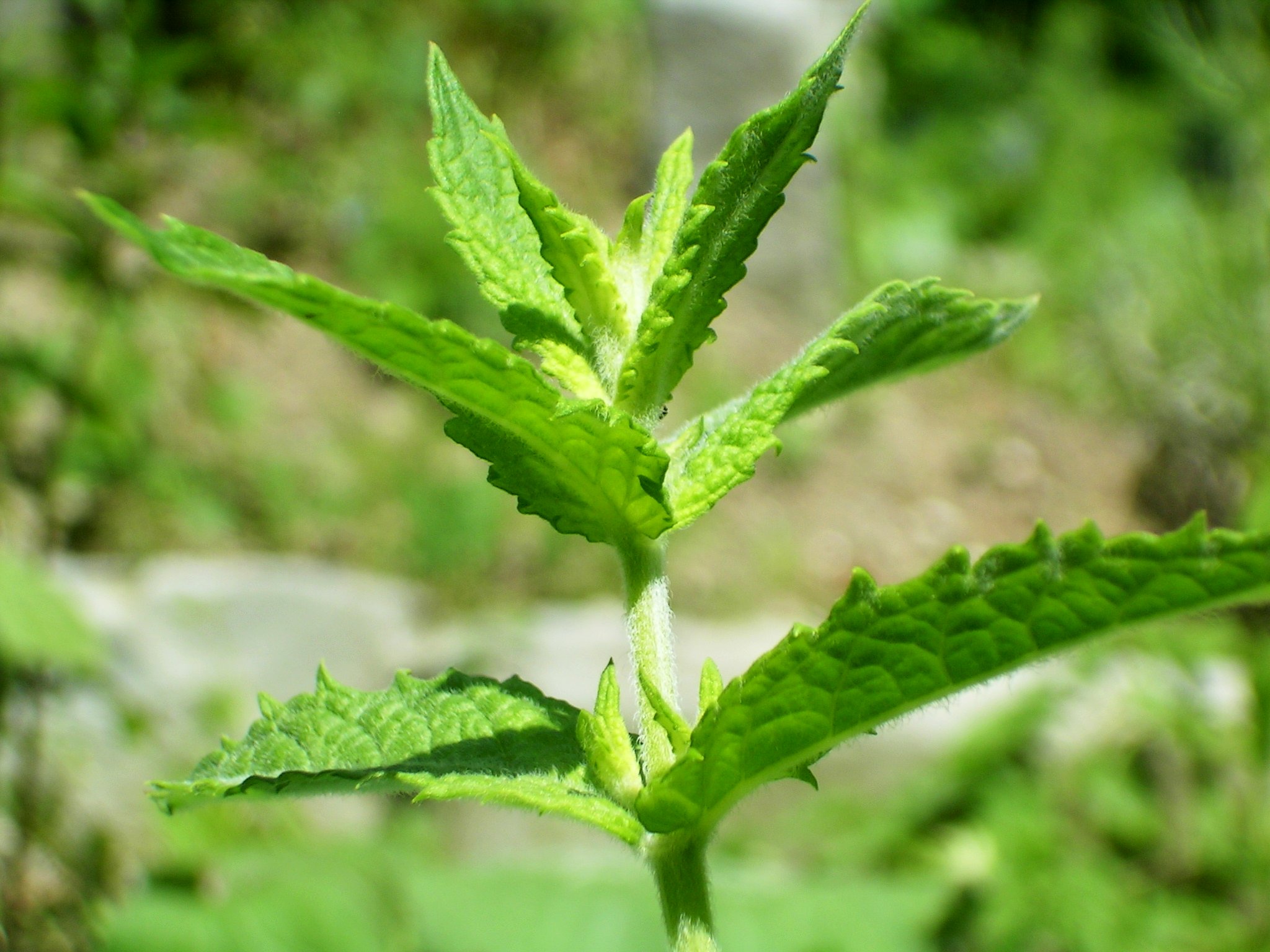 Menta: come coltivarla in vaso e in giardino
