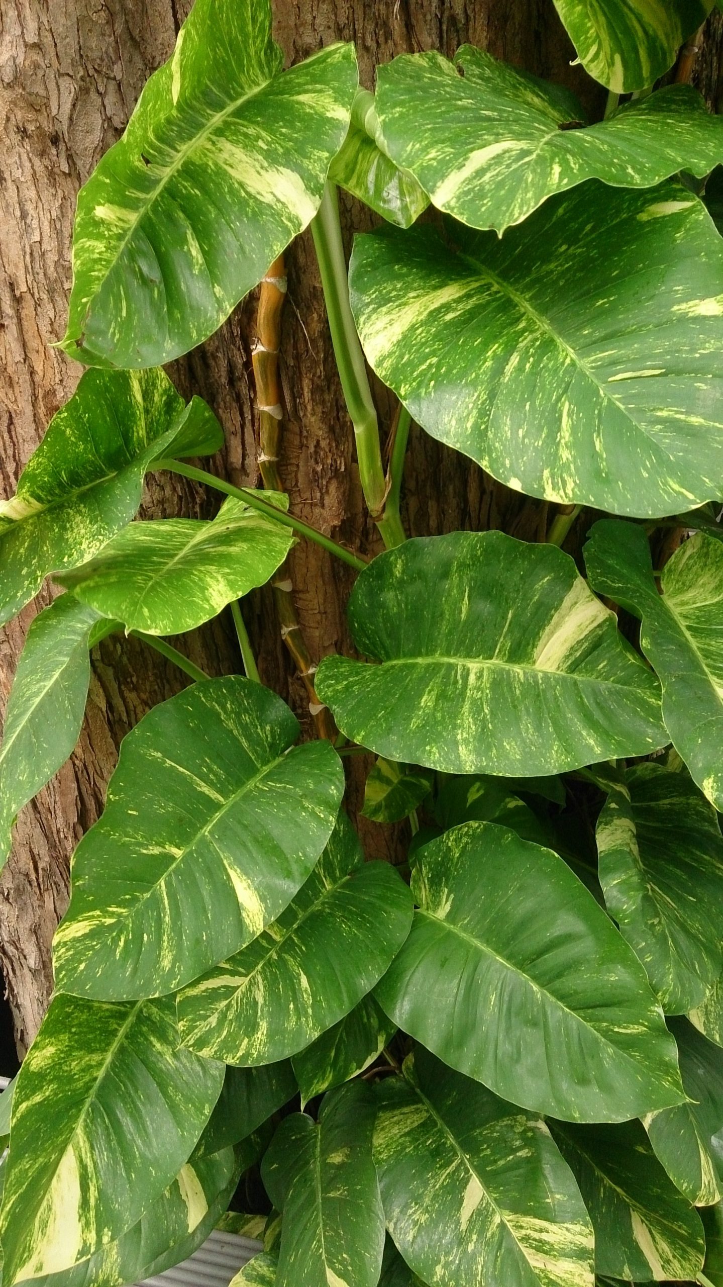 Pothos: la pianta rampicante facile e perfetta per principianti