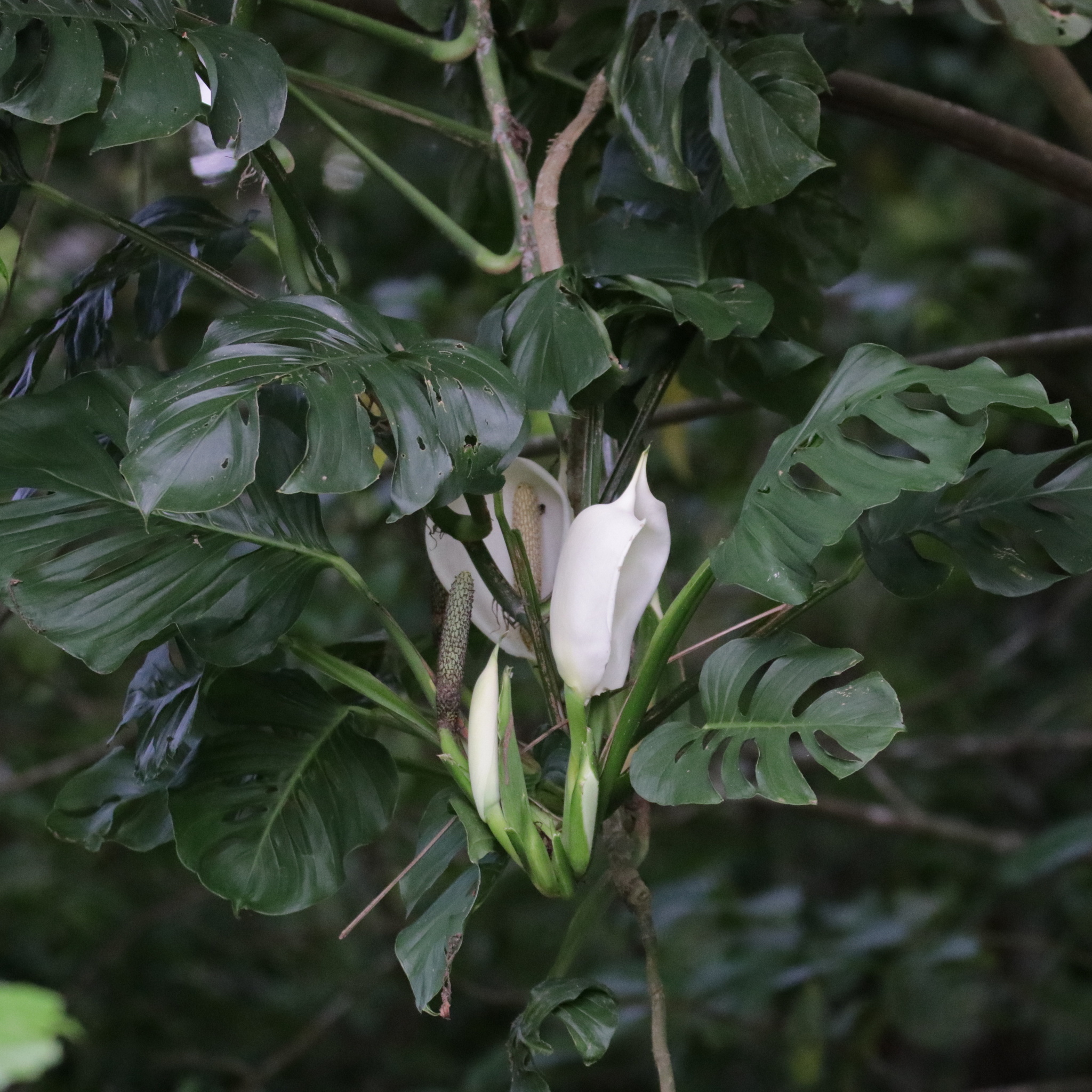 Monstera Adansonii : la plante aux feuilles à petits trous