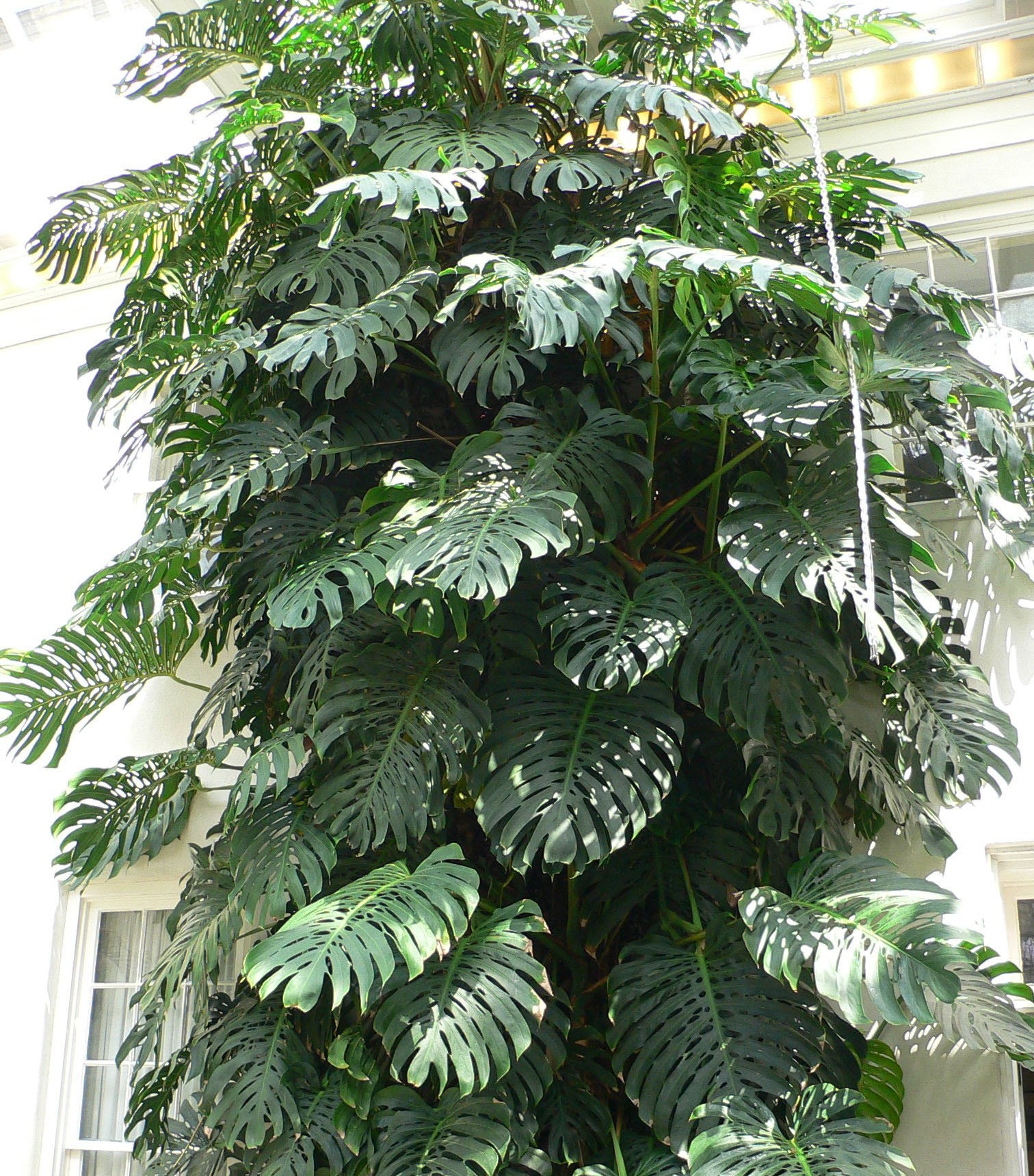 Monstera Deliciosa: cura, posizione e crescita facile
