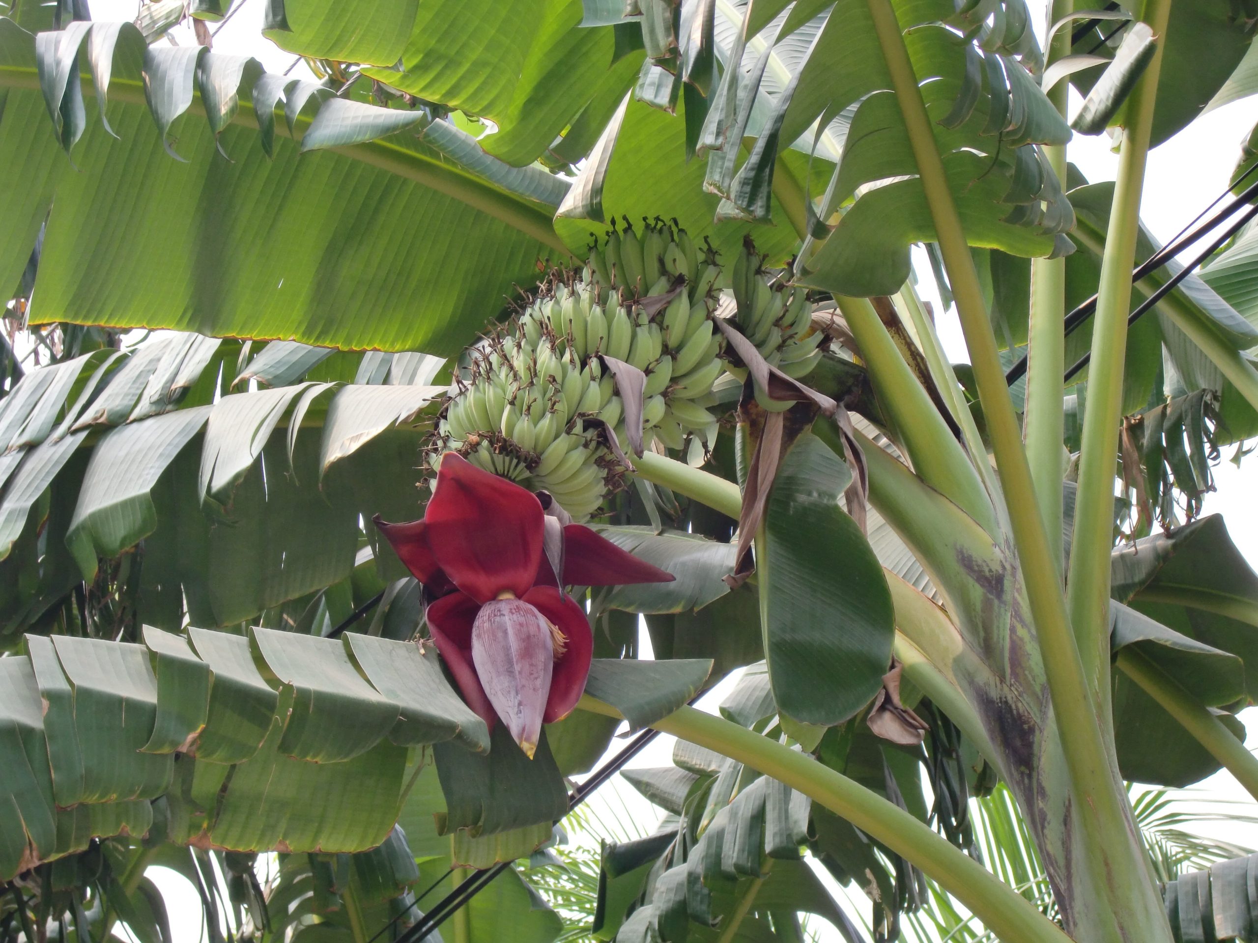Bananenpflanze: Anbau der tropischen Musa Acuminata