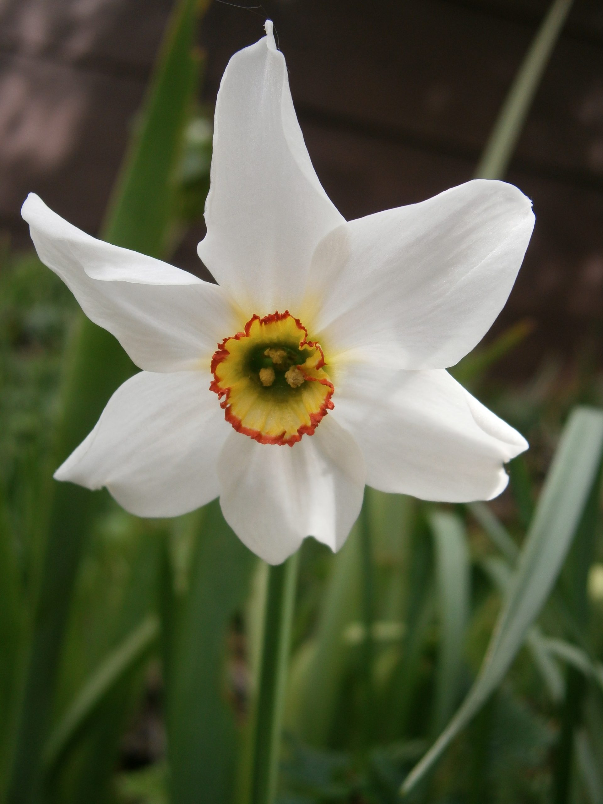 Narciso: come piantare i bulbi per fioriture primaverili