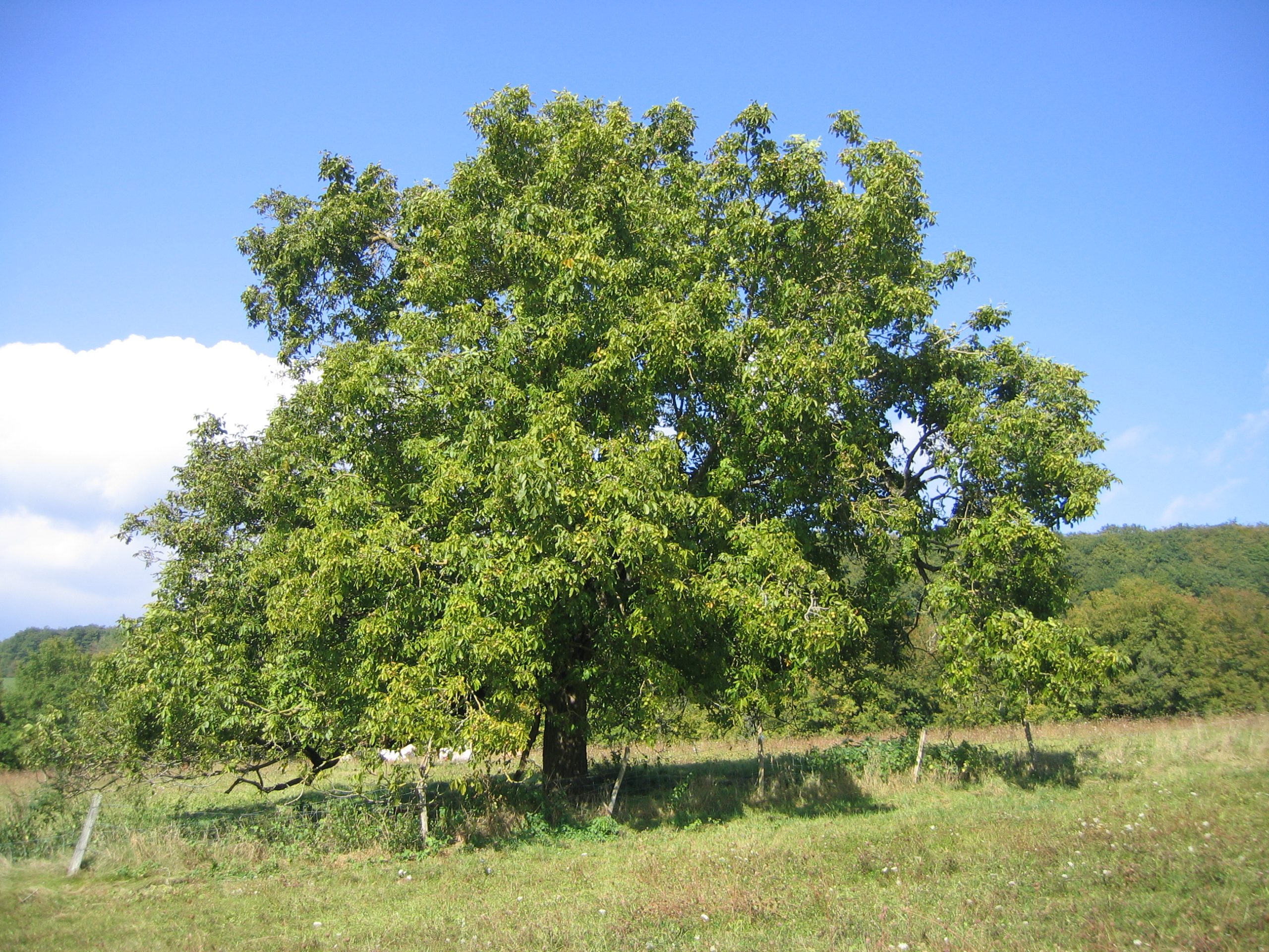 Noce comune: coltivazione dell albero da frutto