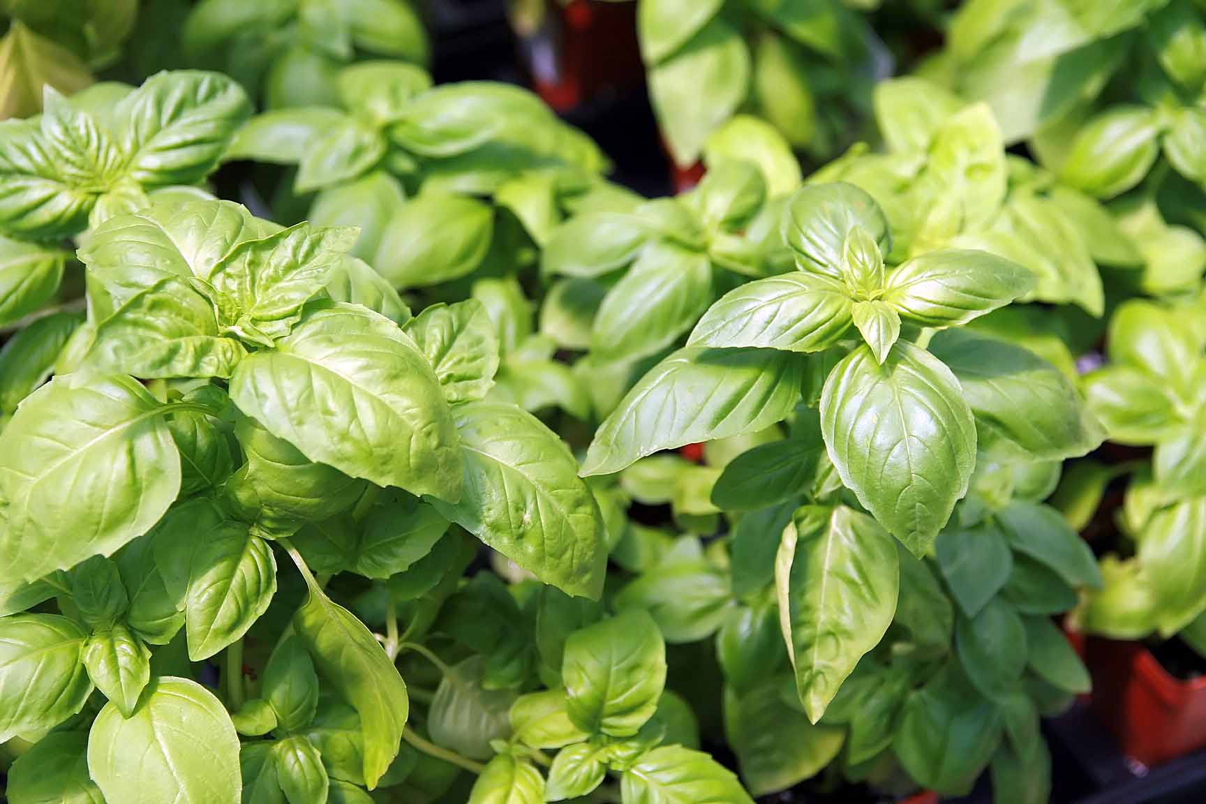 Basil: How to Grow and Care for It at Home