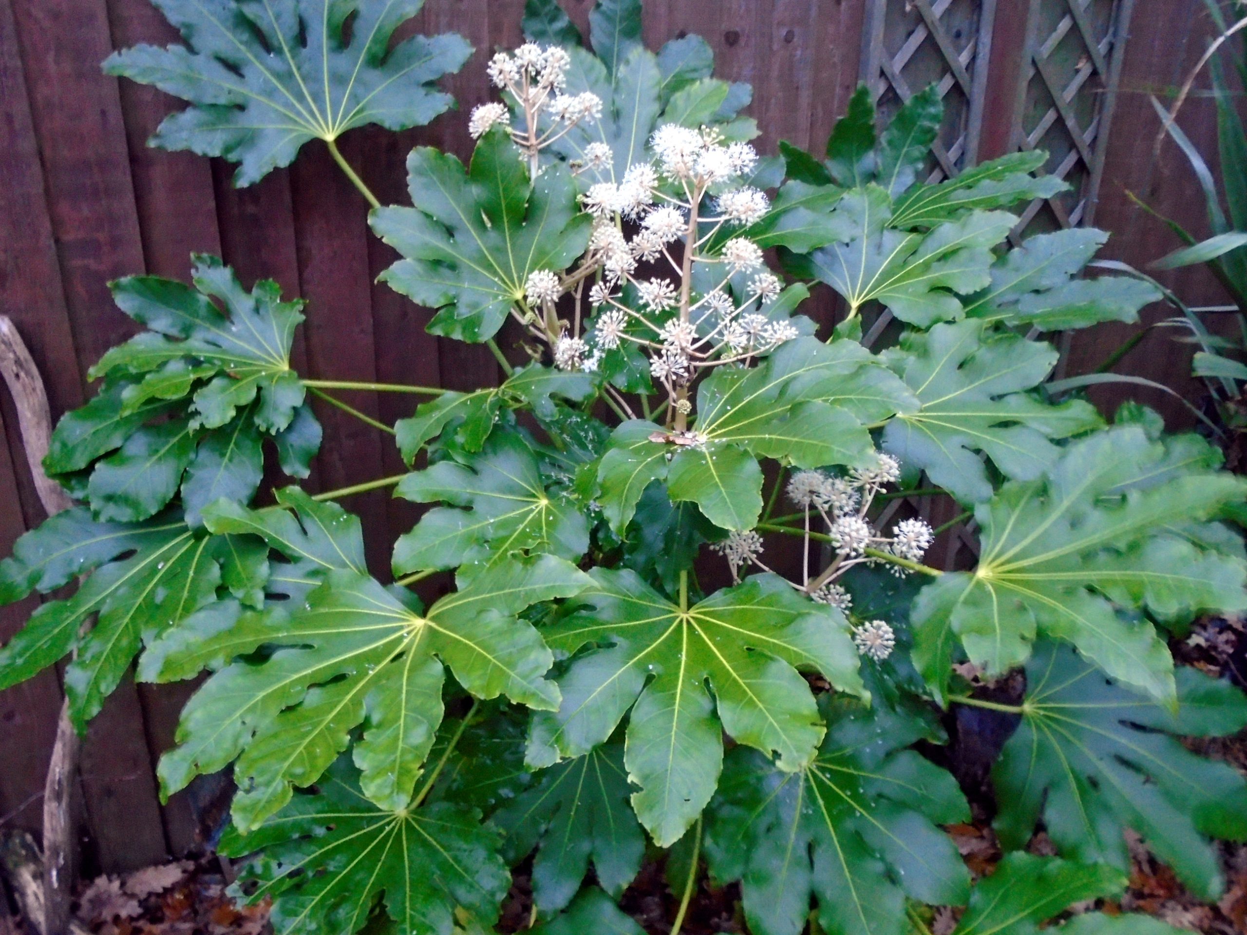 Aralia del Giappone: cura della Fatsia japonica
