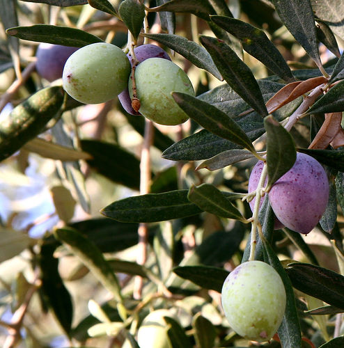 Olivo: coltivazione in vaso e in giardino, guida facile