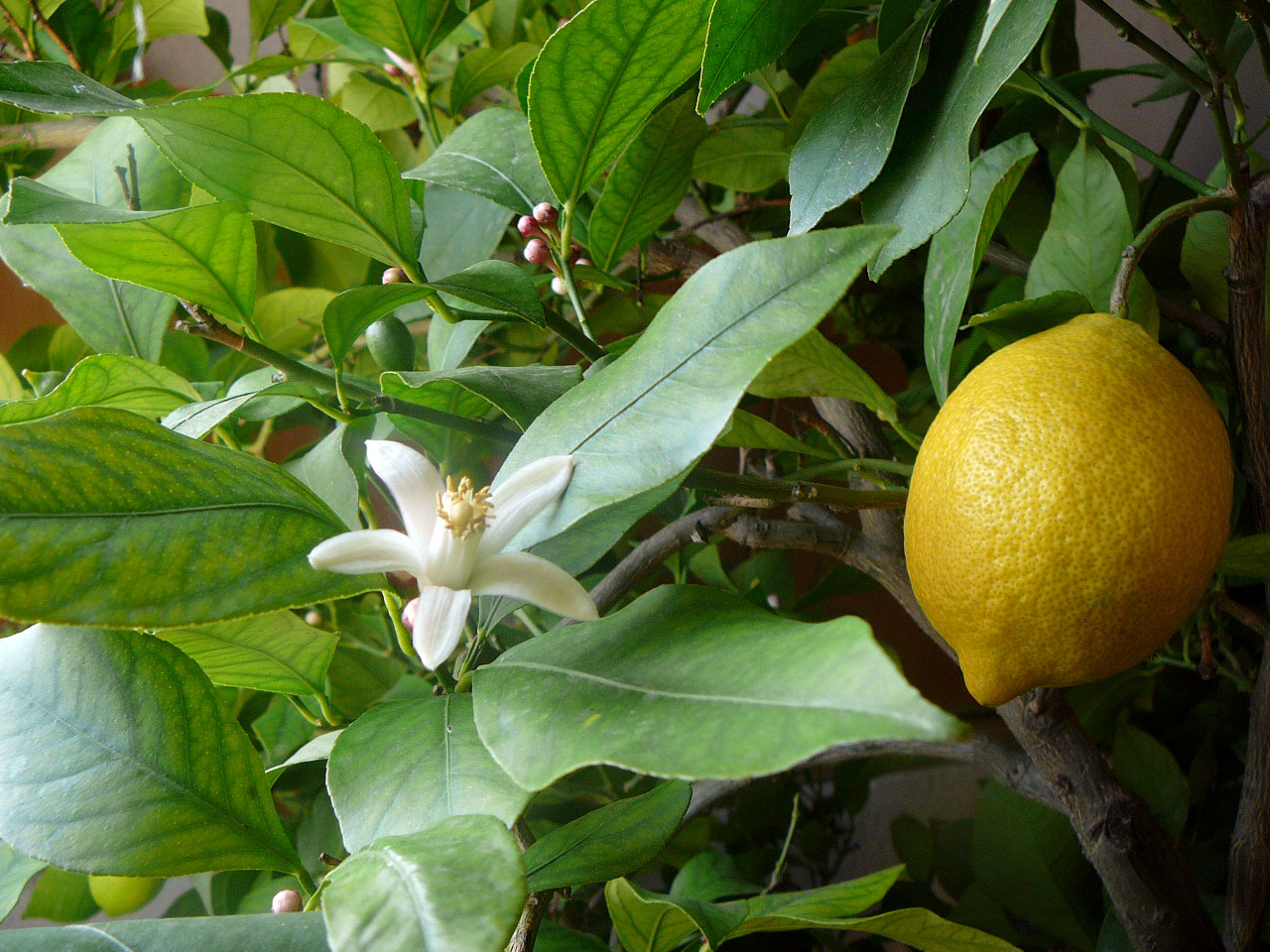 Limone in vaso: come coltivarlo e farlo fruttificare