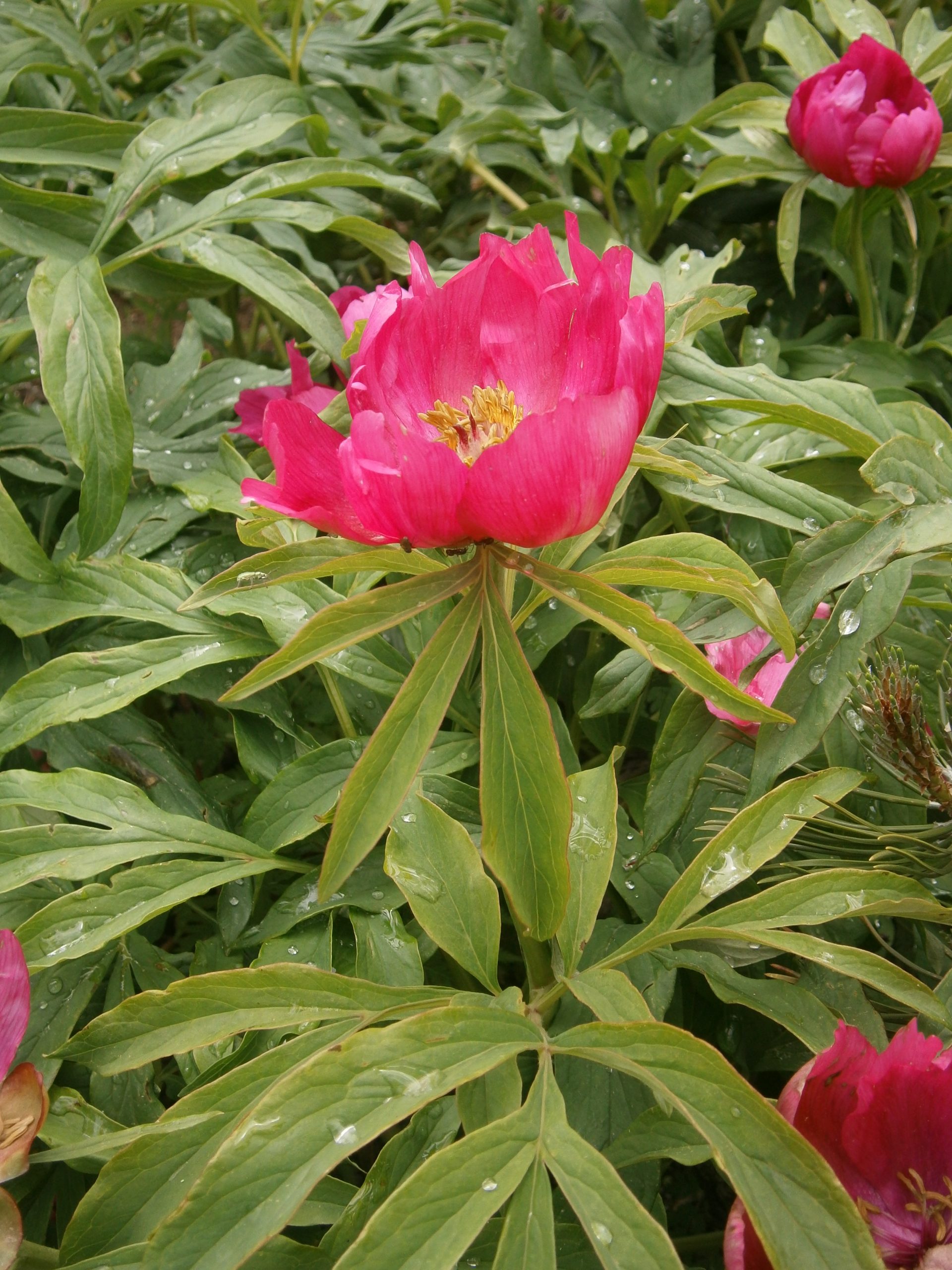 Peonia: come piantarla e curarla per fioriture spettacolari
