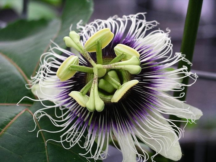 Maracuja: coltivazione del frutto della passione