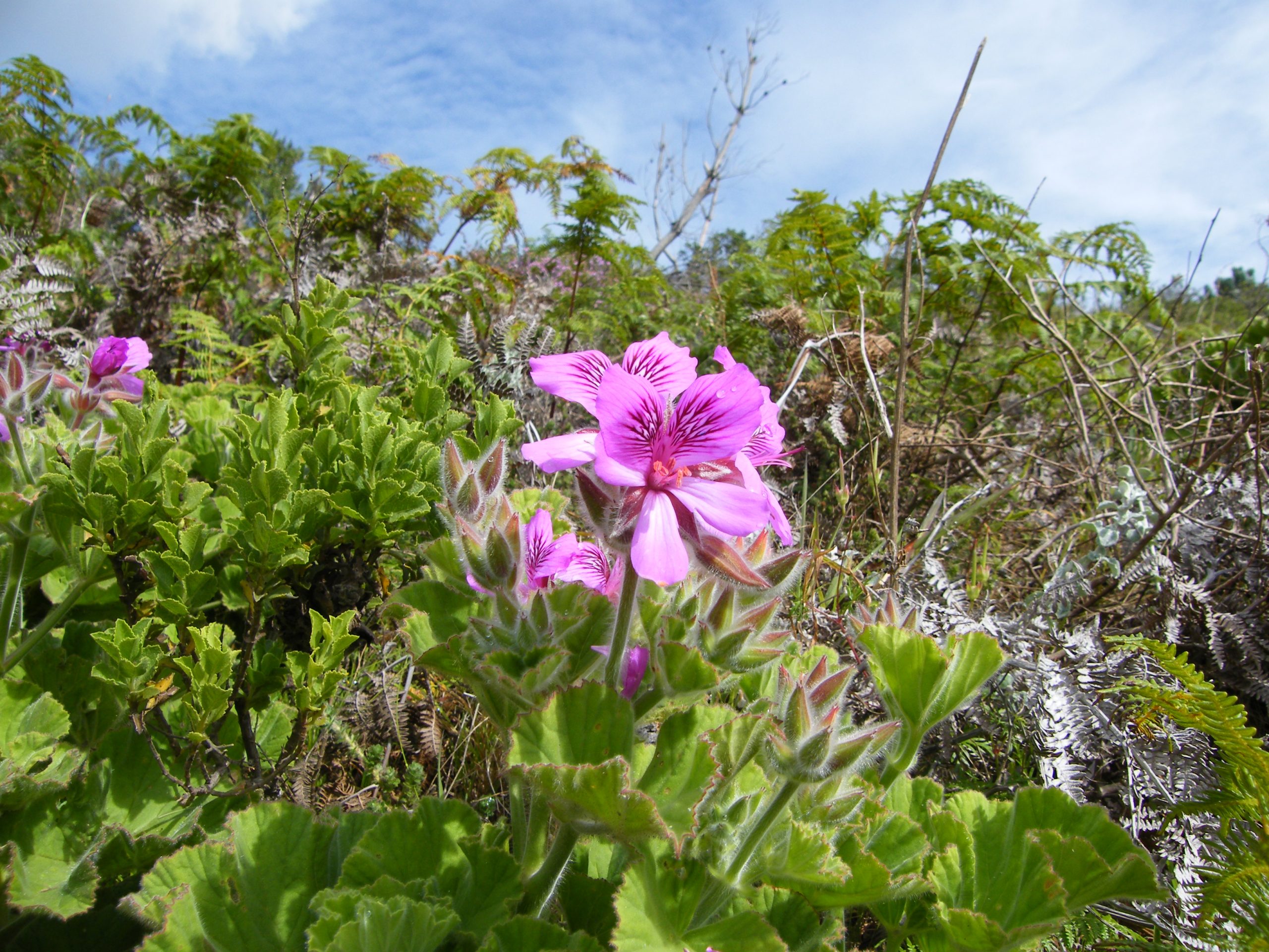 Géranium : cultiver la fleur de balcon préférée de l été