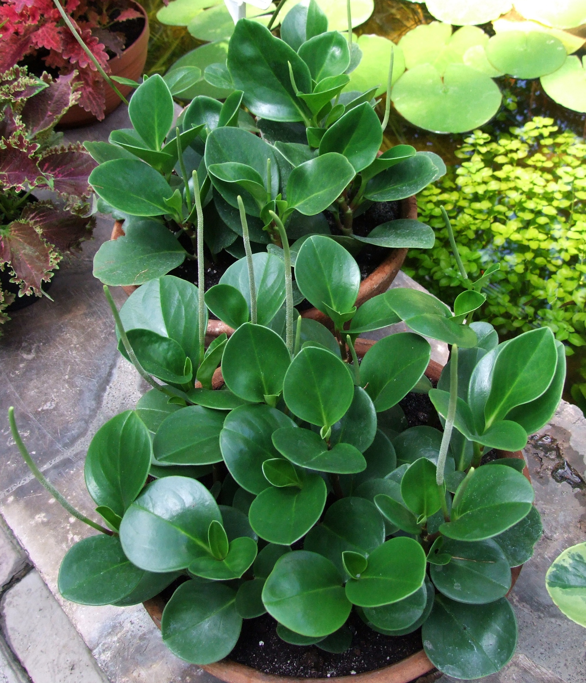 Peperomia : entretien de la plante aux feuilles charnues brillantes