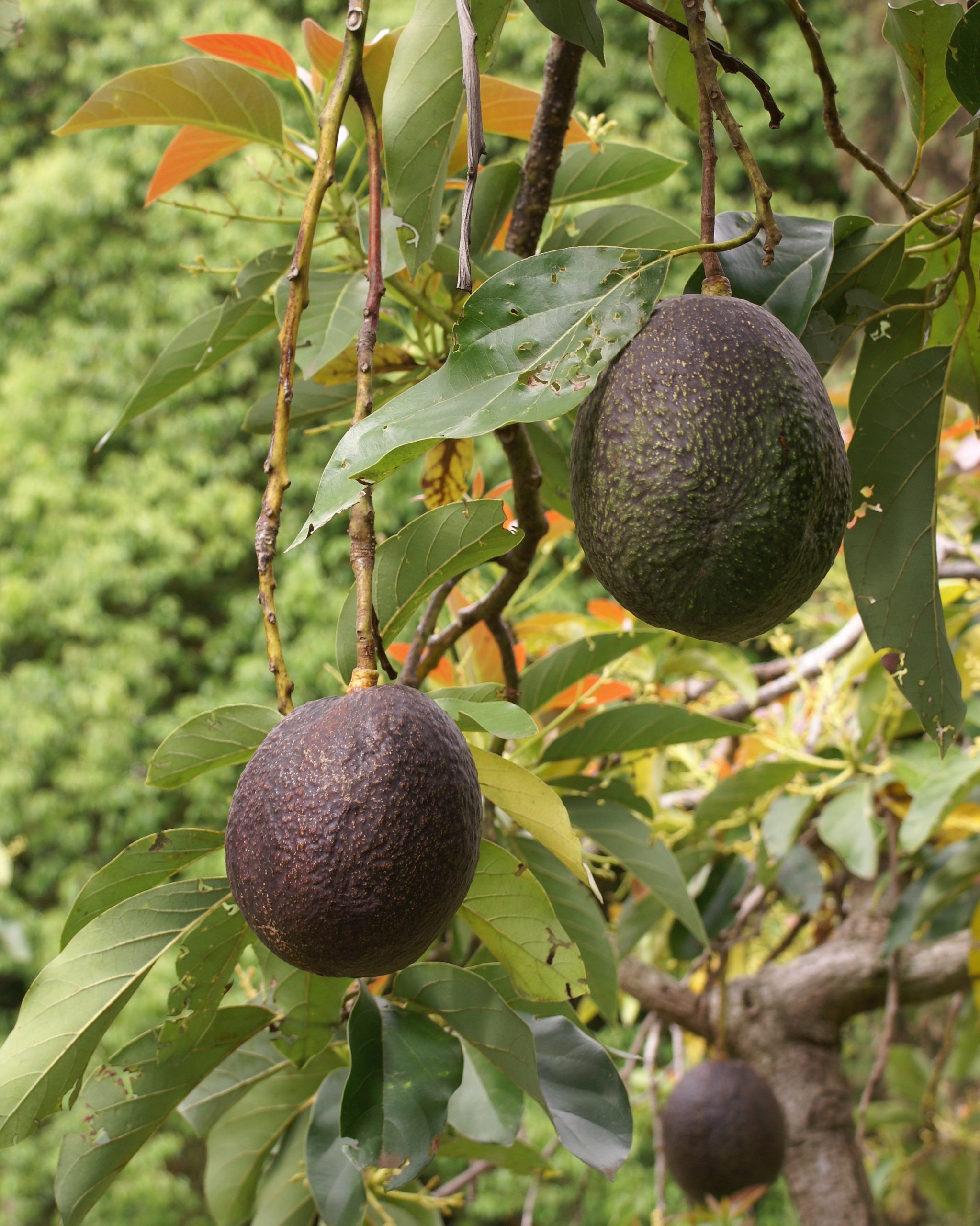 Avocado: coltivazione dell albero da frutto
