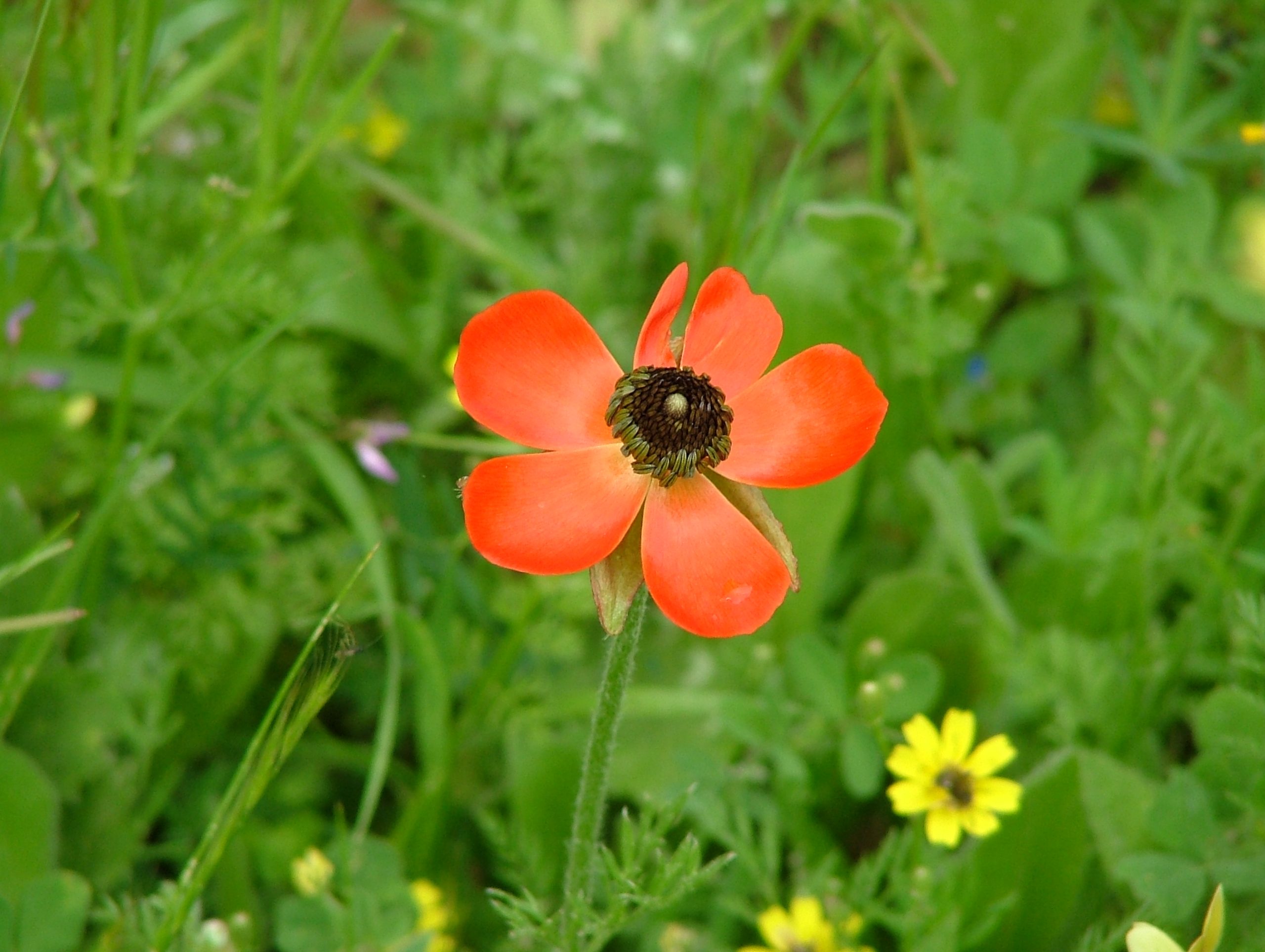 Ranuncolo: piantare i rizomi per fiori doppi a primavera