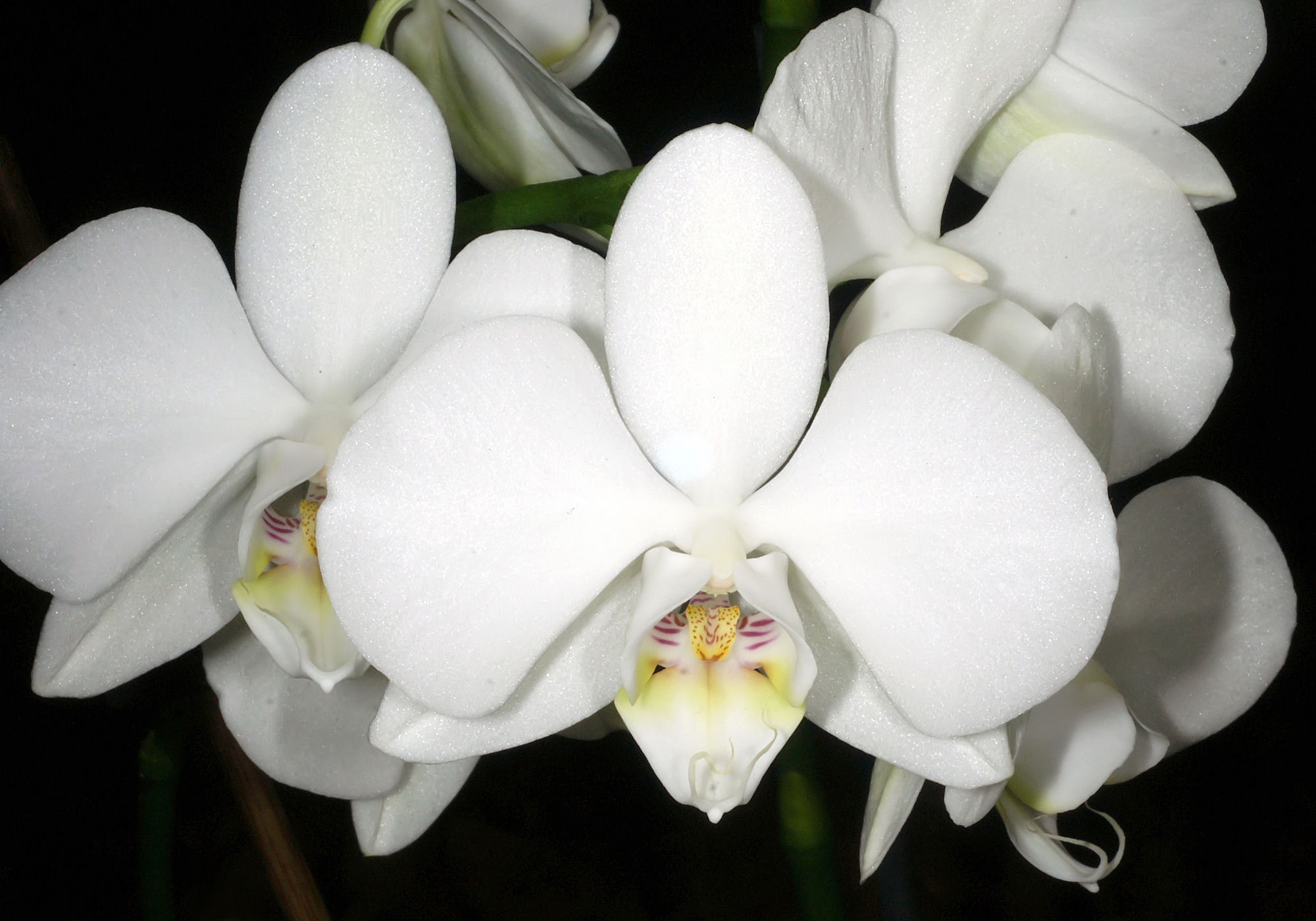 Orchidea Phalaenopsis: come curarla e farla rifiorire
