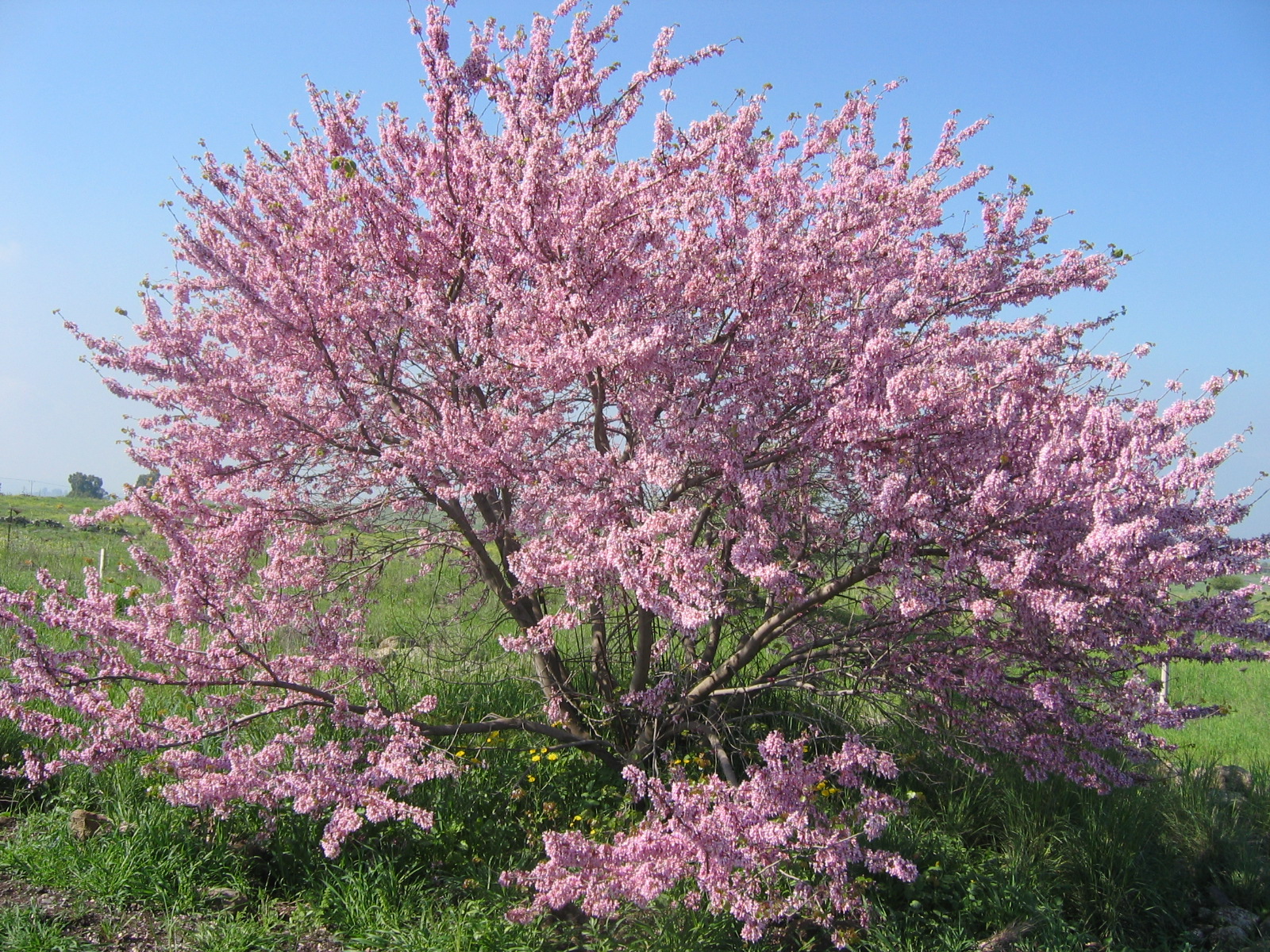 Albero di Giuda: l albero ornamentale dai fiori rosa