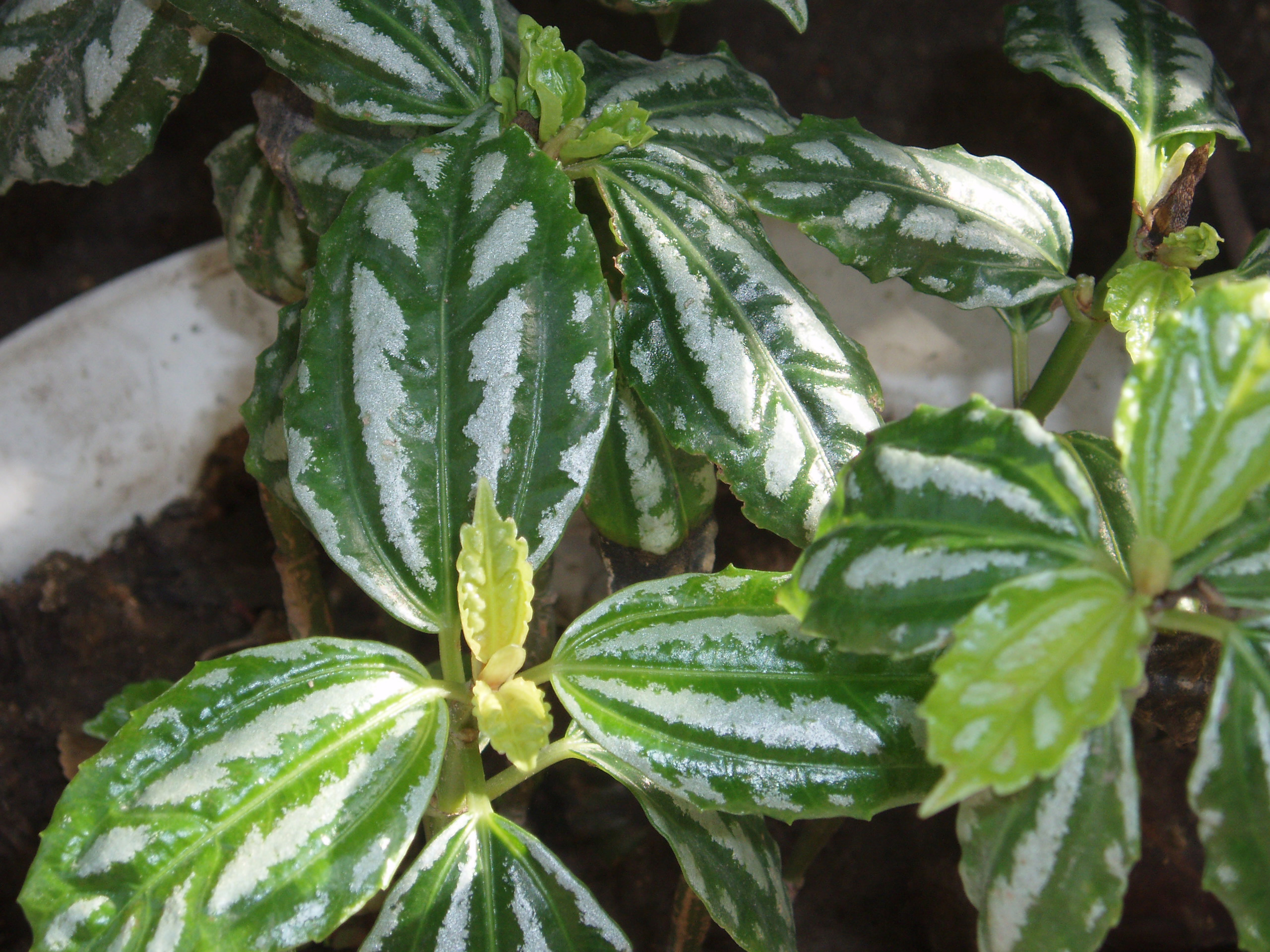 Aluminiumpflanze: Pflege der Pilea cadierei