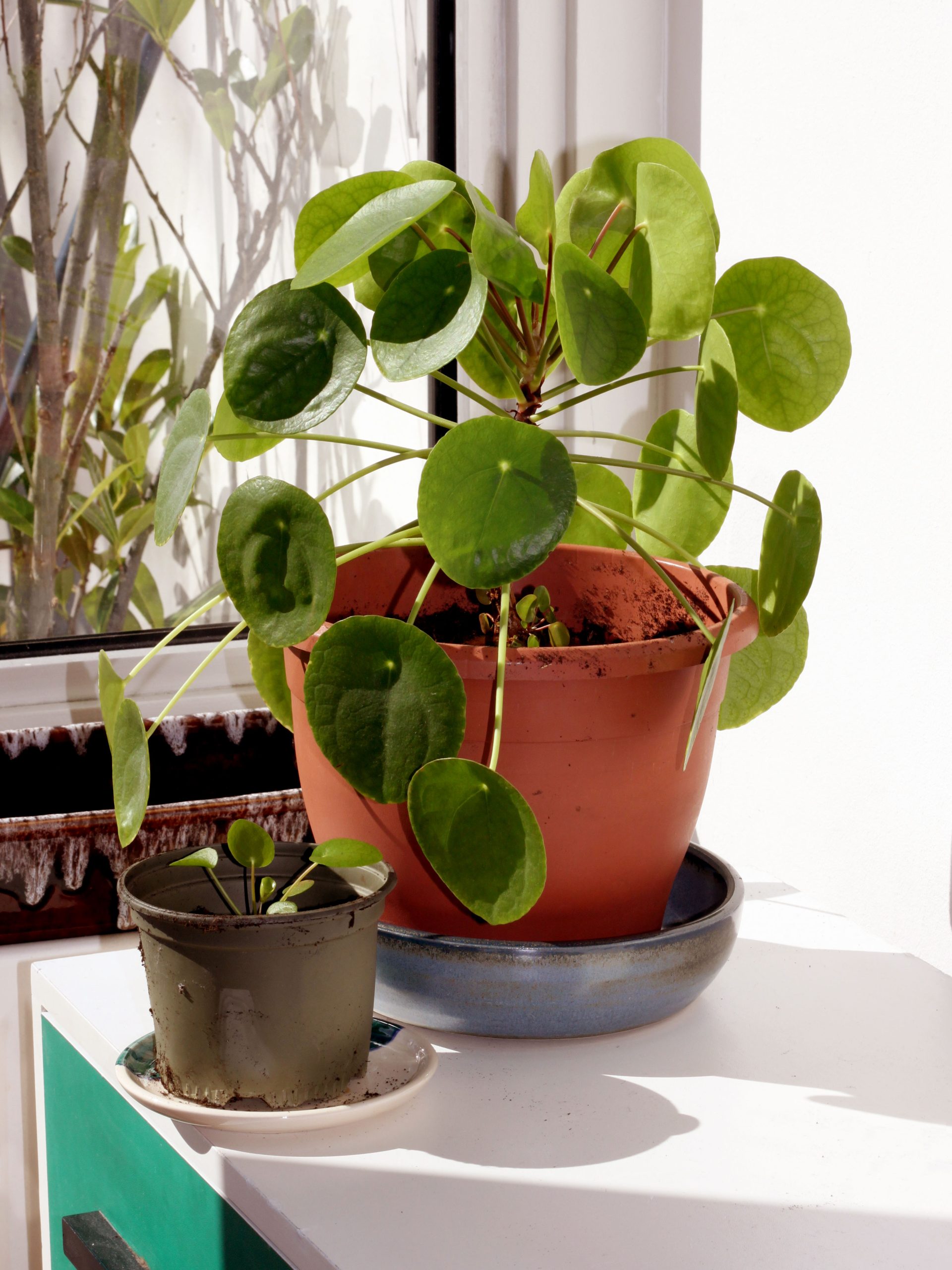 Chinese Money Plant: Care for the Round Coin-Leaf Plant