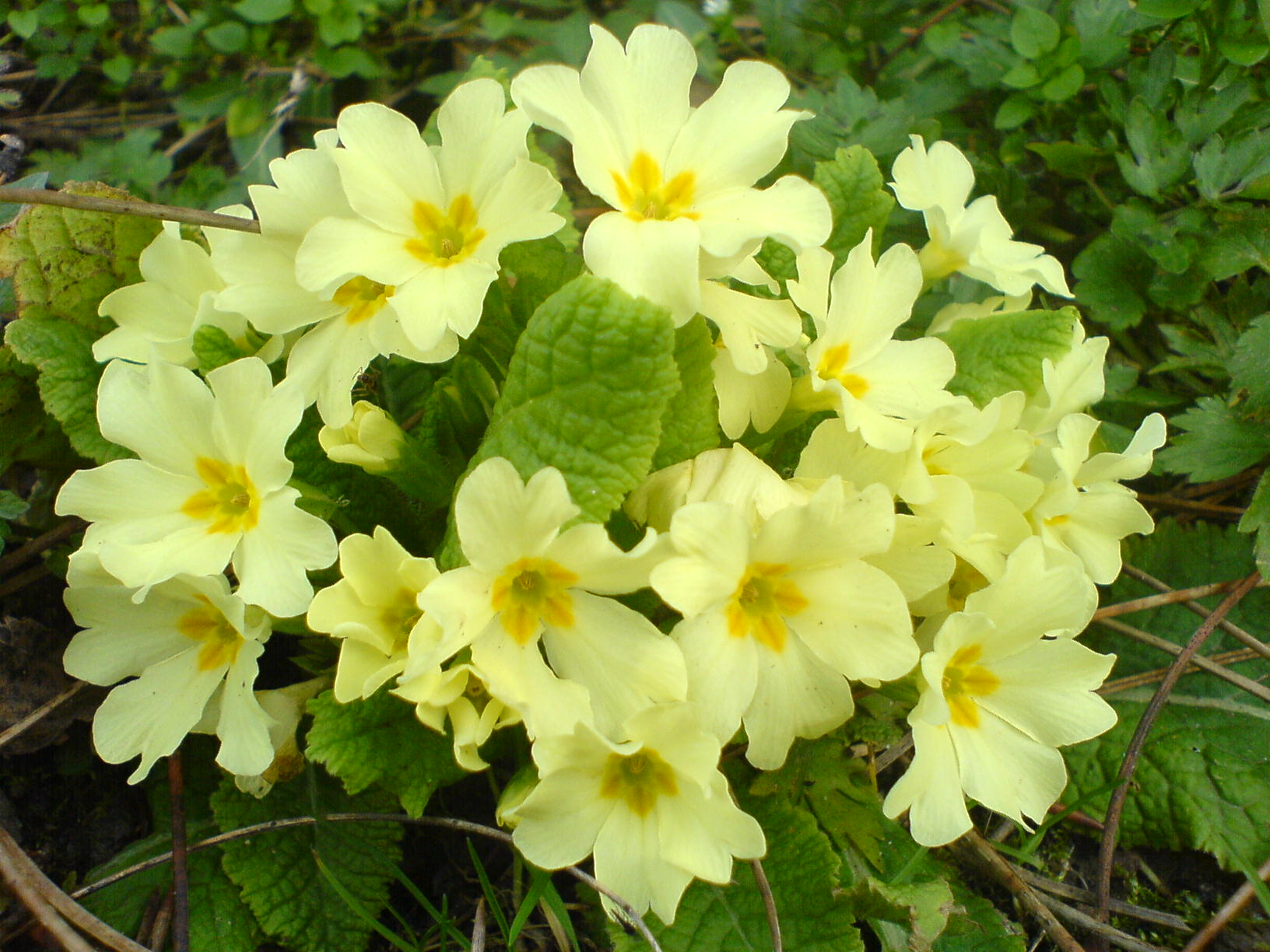 Primula: coltivare la perenne che annuncia la primavera