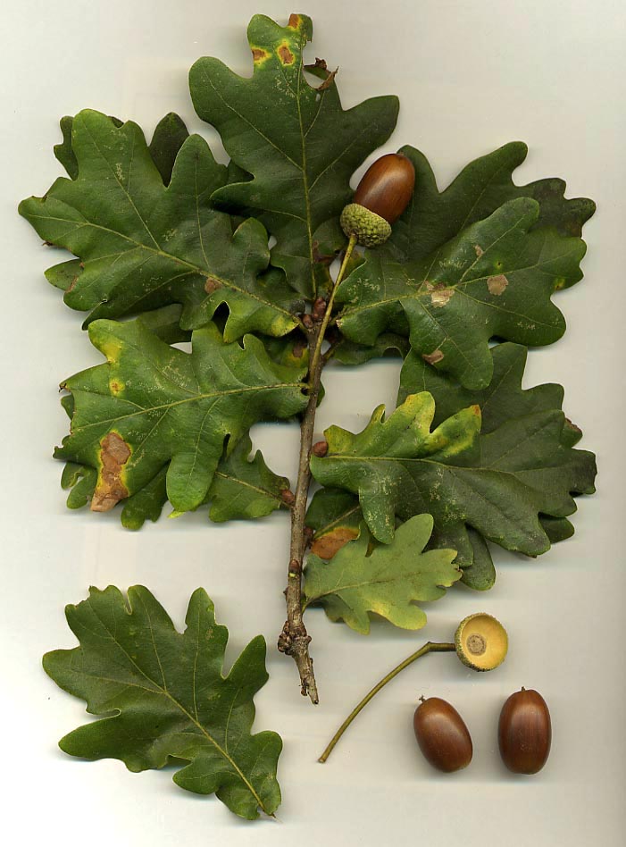 Quercia: caratteristiche, longevità e habitat naturale