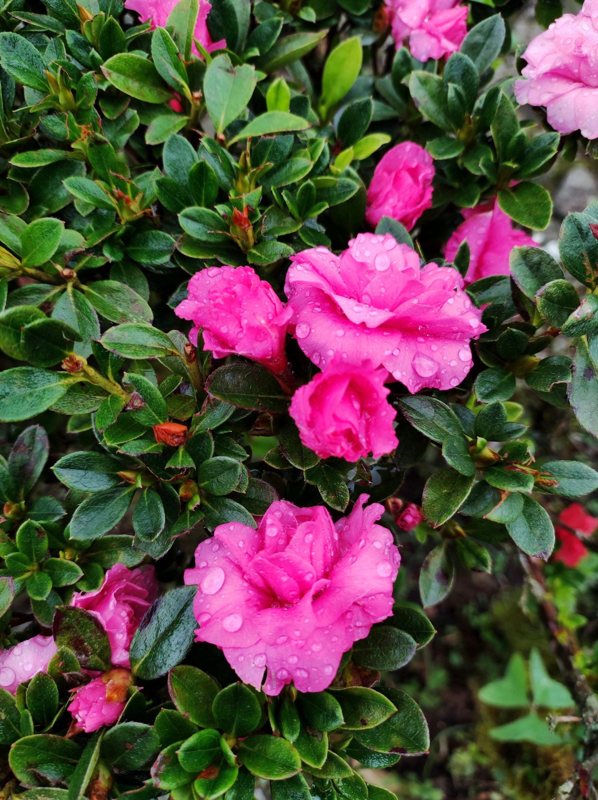 Azalea: cura dell arbusto fiorito da appartamento e giardino