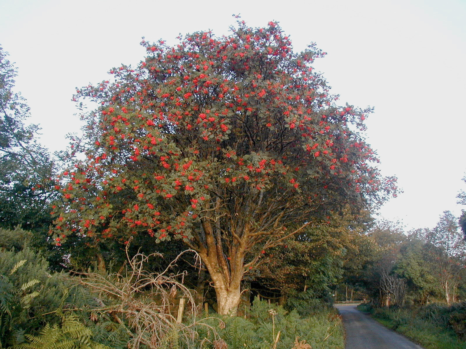 Sorbo degli uccellatori: albero da bacche rosse