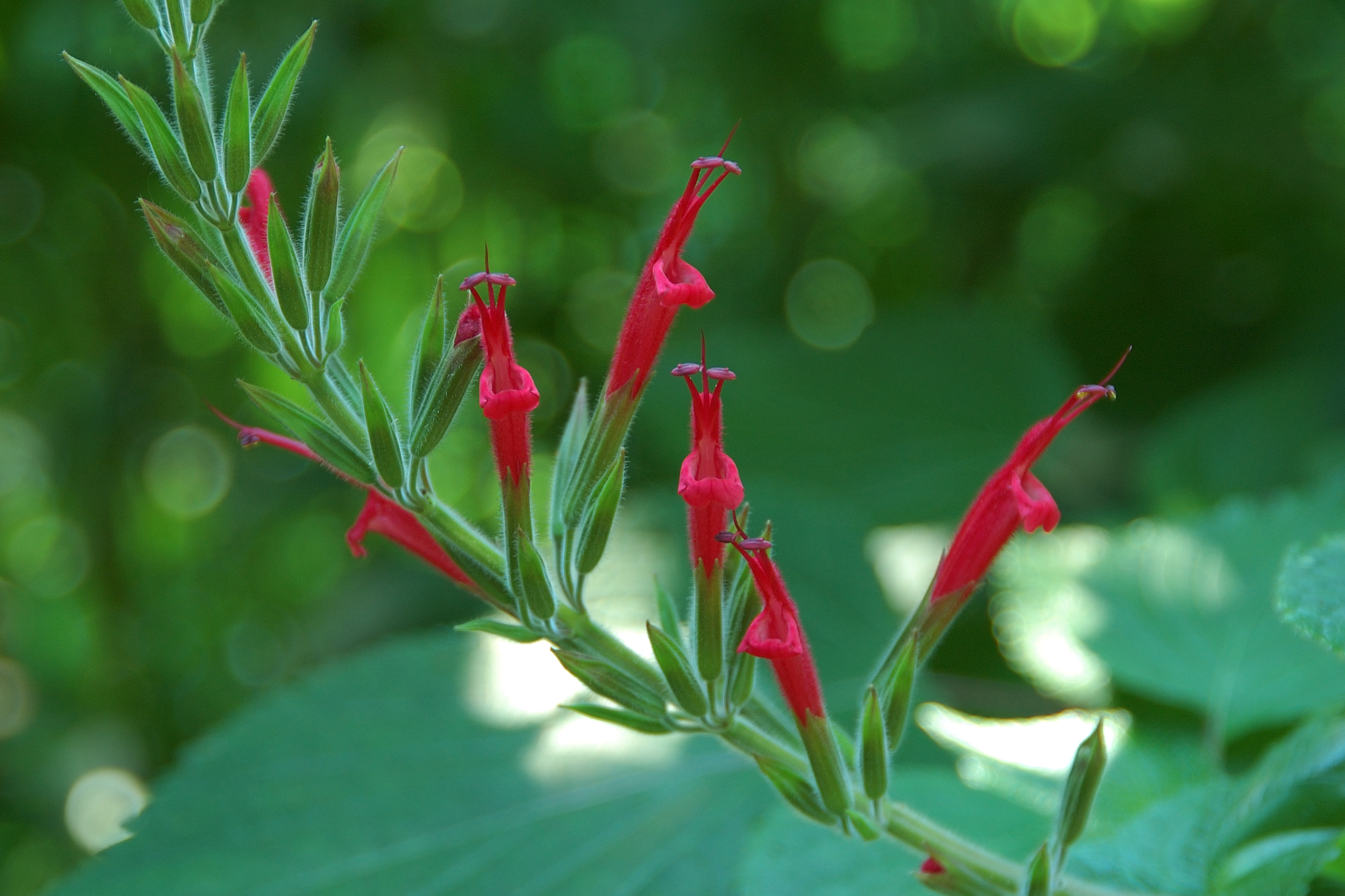 Ananas-Salbei: Pflege der Salvia elegans