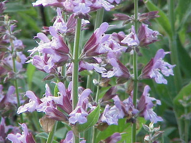 Salvia officinale: coltivare l aromatica perenne in pieno sole