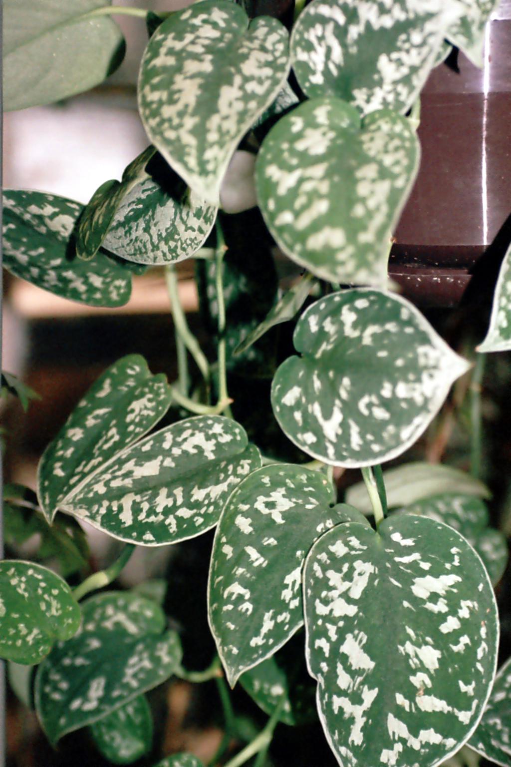 Scindapsus: cura del pothos satinato argentato